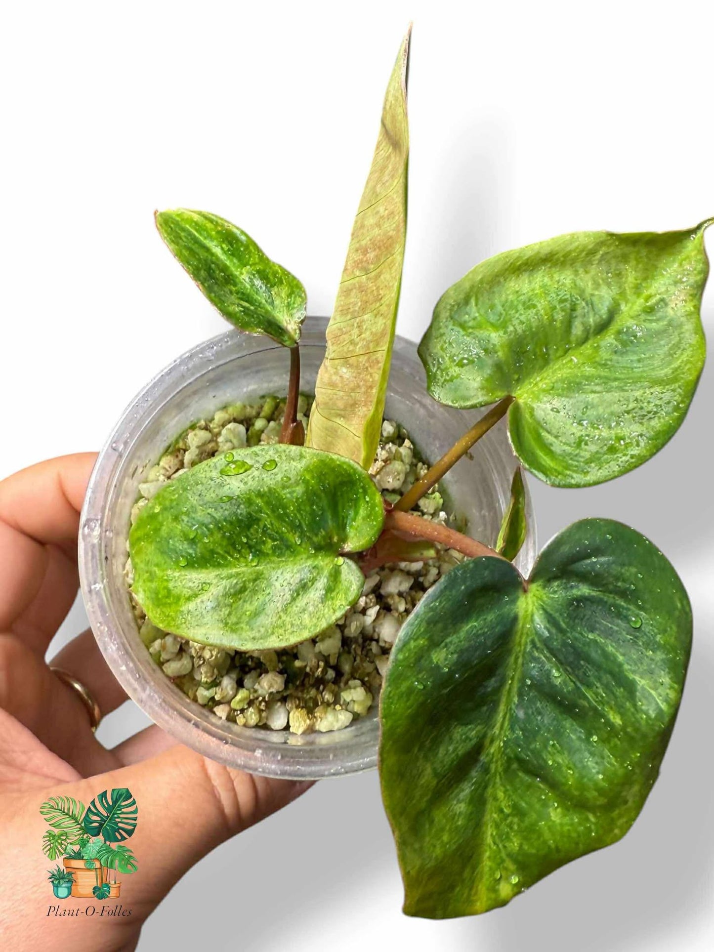 Philodendron El Choco x Billietiae, Rare Variegated Aroid, Tropical Indoor Plant, Arrow Leaf Houseplant for Collectors - Plant - O - Folles