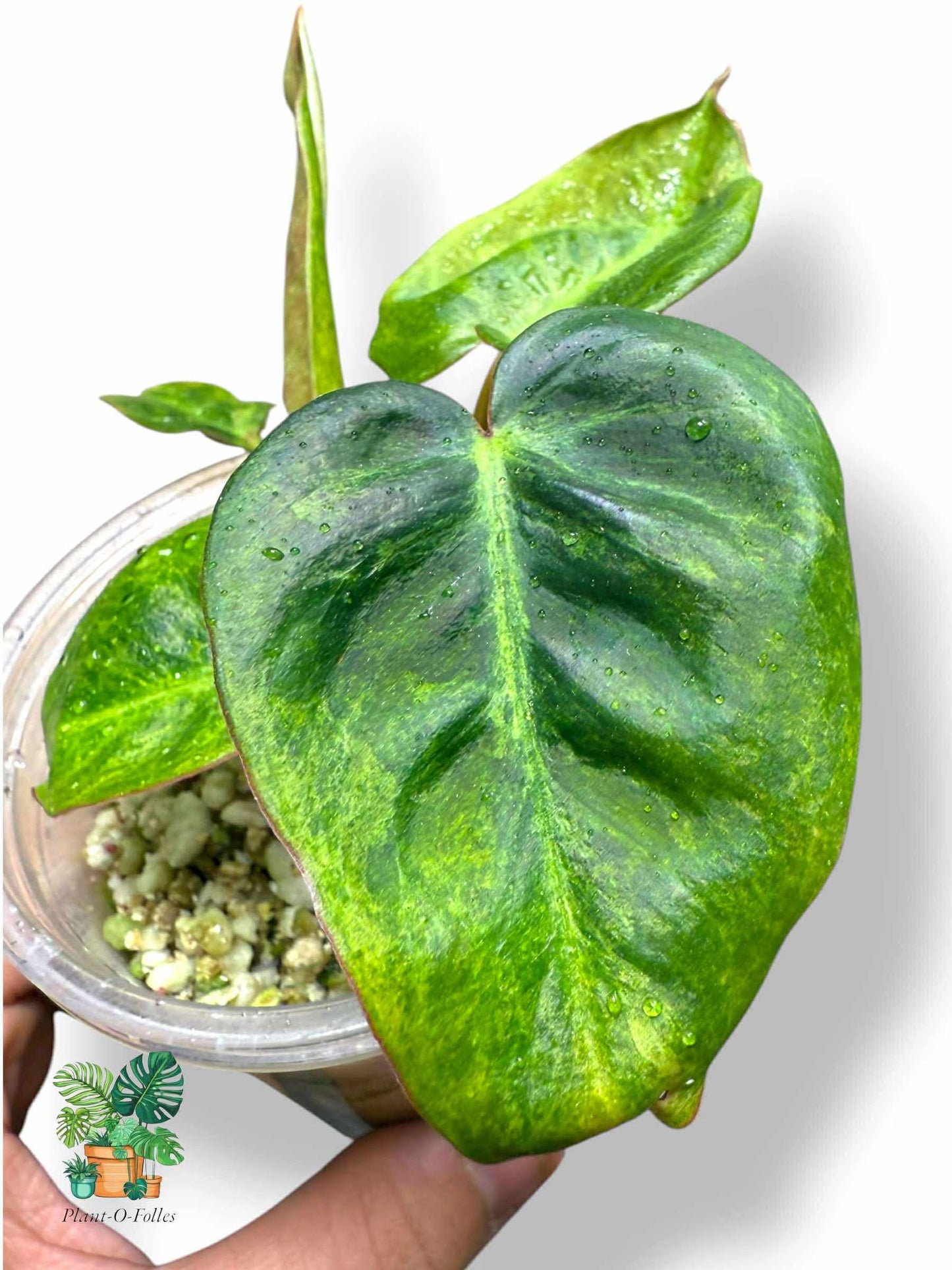 Philodendron El Choco x Billietiae, Rare Variegated Aroid, Tropical Indoor Plant, Arrow Leaf Houseplant for Collectors - Plant - O - Folles