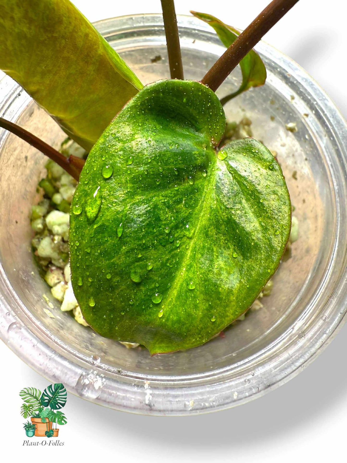 Philodendron El Choco x Billietiae, Rare Variegated Aroid, Tropical Indoor Plant, Arrow Leaf Houseplant for Collectors - Plant - O - Folles