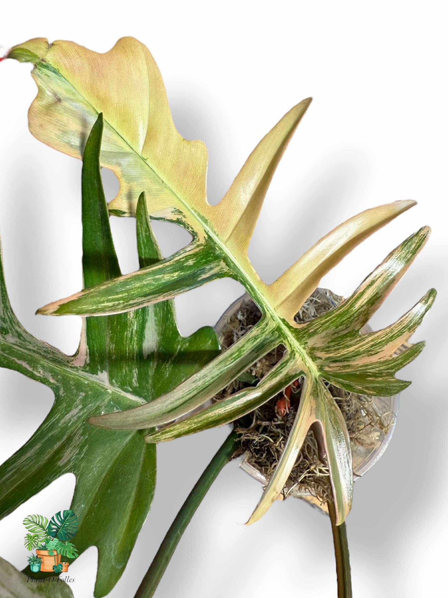 Philodendron Florida Beauty × Tortum, Rare Variegated Aroid, Tropical Indoor Plant, Arrow Leaf Houseplant for Collectors - Plant - O - Folles