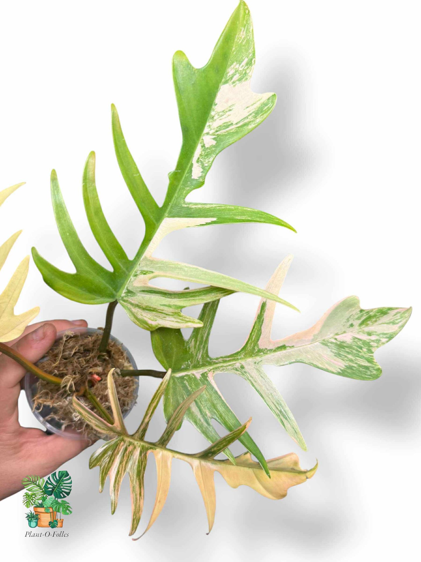 Philodendron Florida Beauty × Tortum, Rare Variegated Aroid, Tropical Indoor Plant, Arrow Leaf Houseplant for Collectors - Plant - O - Folles