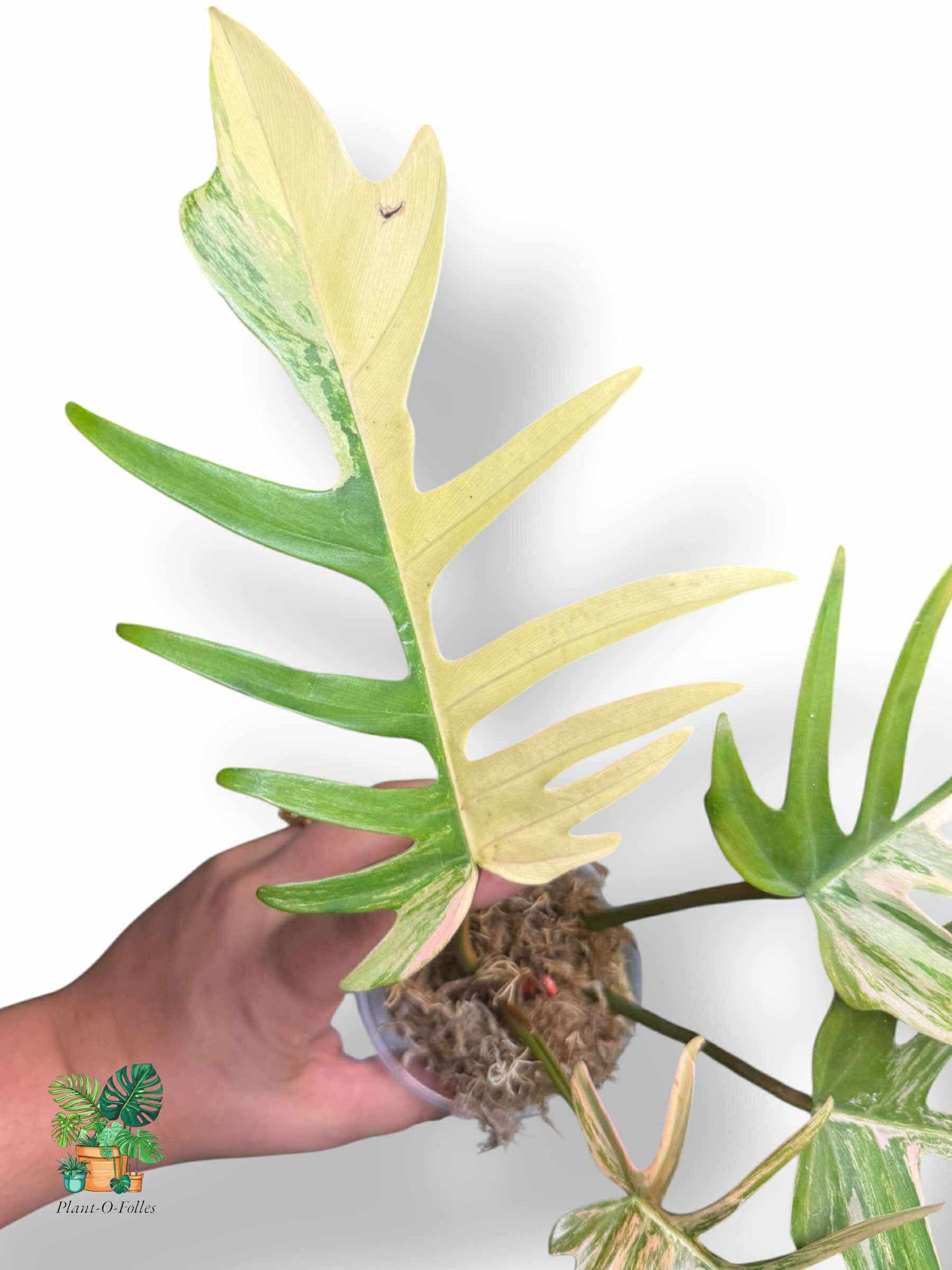 Philodendron Florida Beauty × Tortum, Rare Variegated Aroid, Tropical Indoor Plant, Arrow Leaf Houseplant for Collectors - Plant - O - Folles