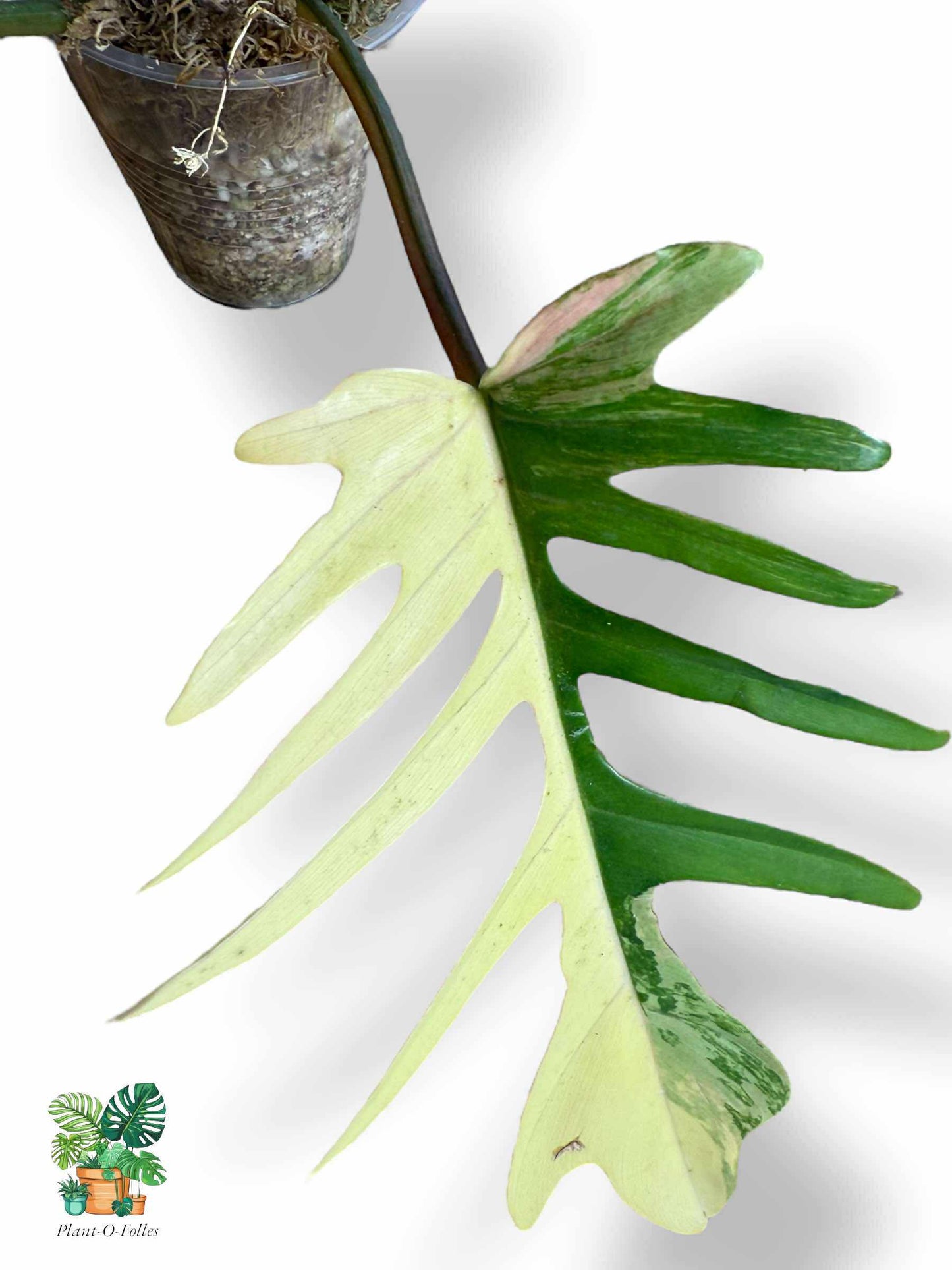 Philodendron Florida Beauty × Tortum, Rare Variegated Aroid, Tropical Indoor Plant, Arrow Leaf Houseplant for Collectors - Plant - O - Folles