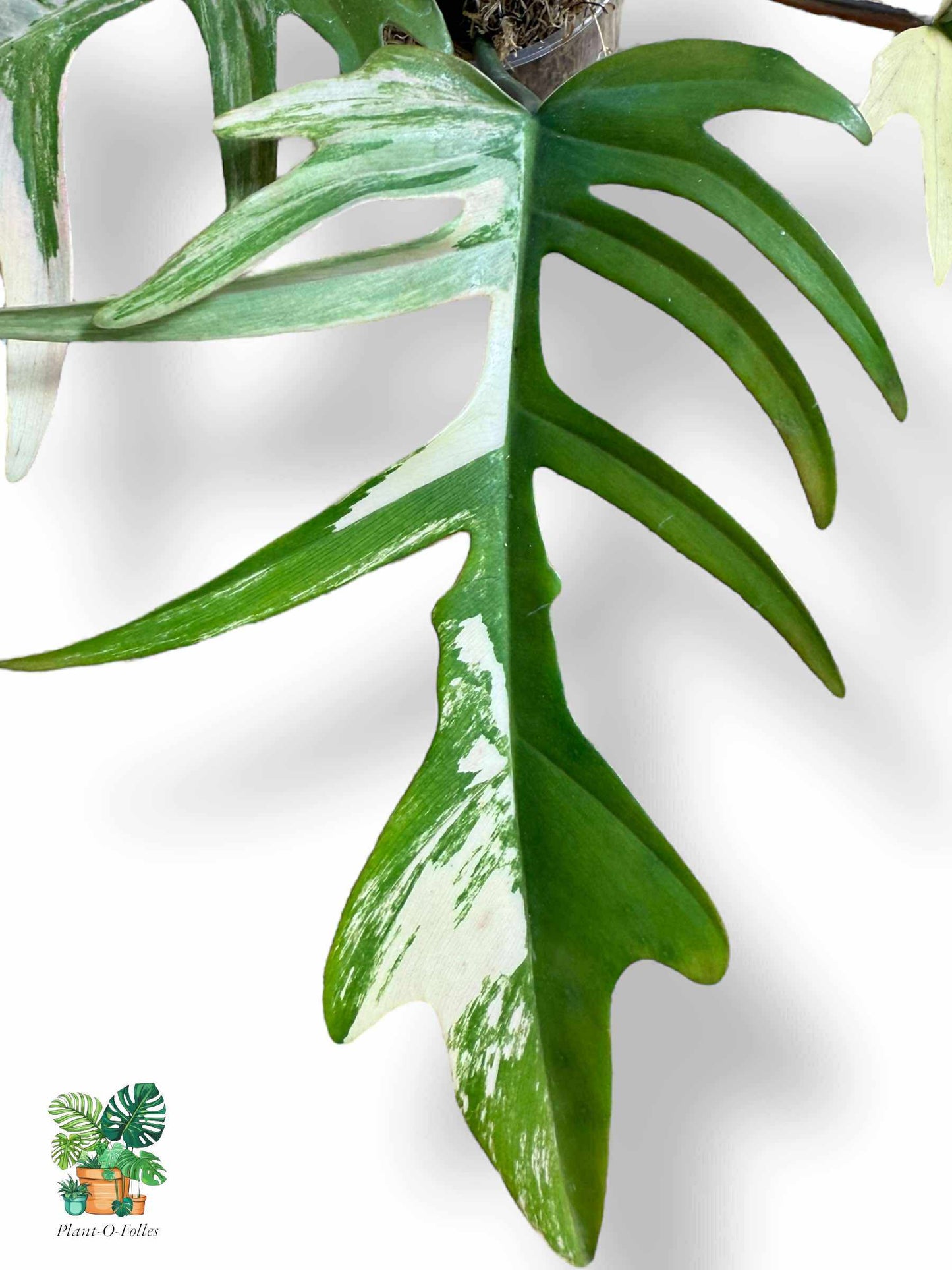 Philodendron Florida Beauty × Tortum, Rare Variegated Aroid, Tropical Indoor Plant, Arrow Leaf Houseplant for Collectors - Plant - O - Folles