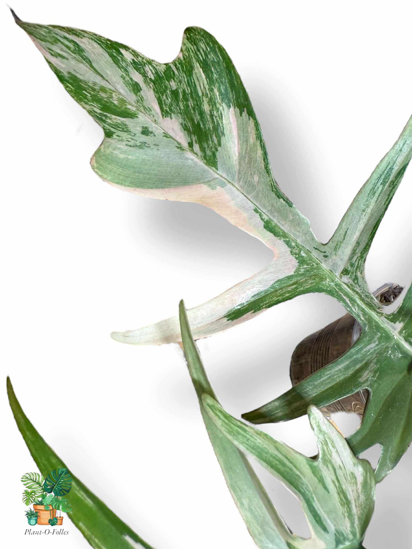 Philodendron Florida Beauty × Tortum, Rare Variegated Aroid, Tropical Indoor Plant, Arrow Leaf Houseplant for Collectors - Plant - O - Folles