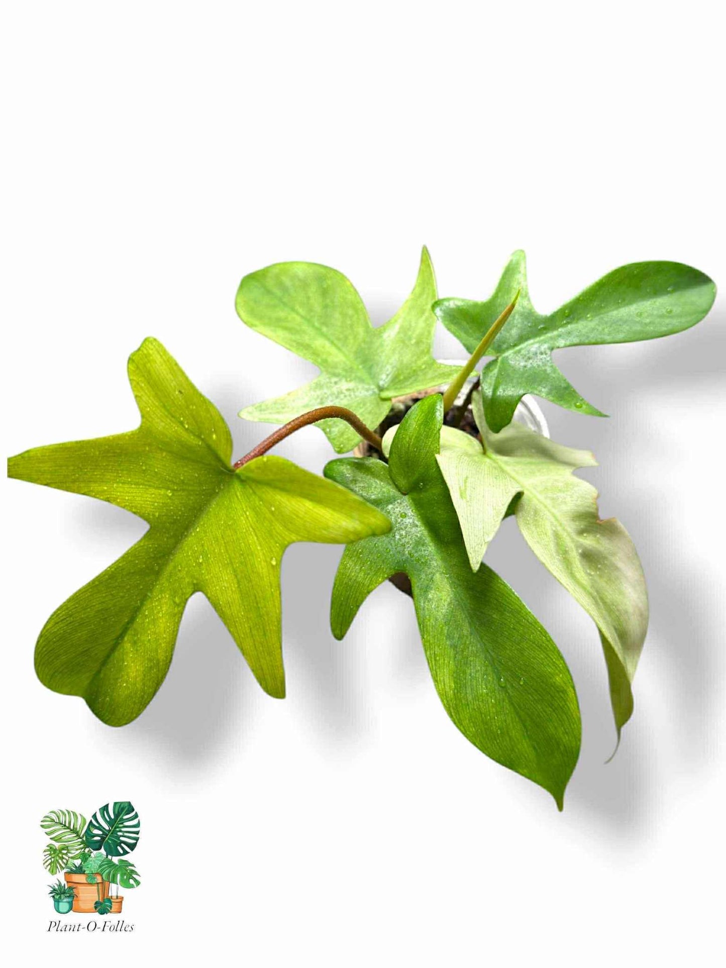 Philodendron Florida Ghost, Rare Variegated Aroid, Tropical Indoor Plant, Arrow Leaf Houseplant for Collectors - Plant - O - Folles