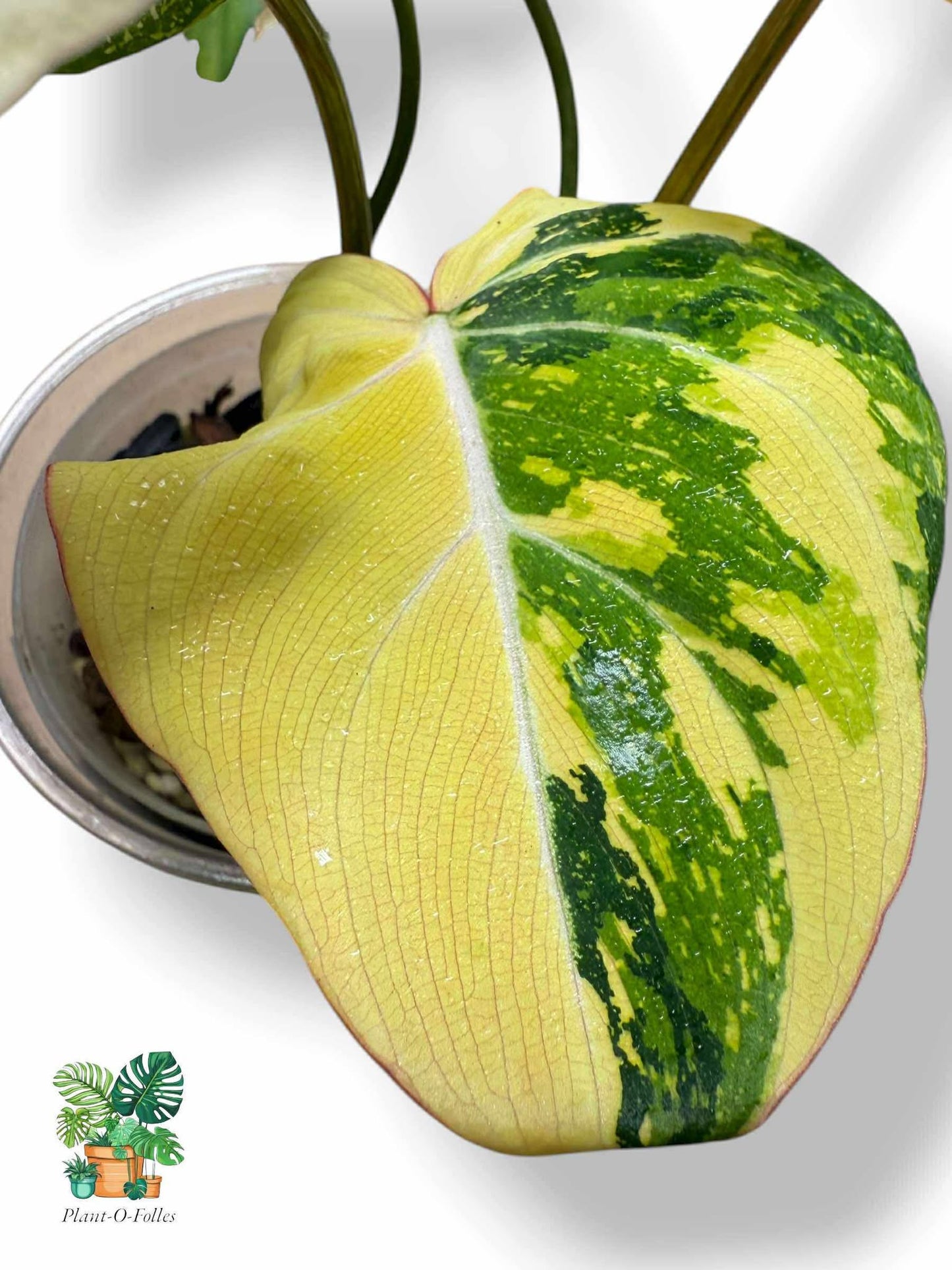 Philodendron Gloriosum Variegated, Rare Variegated Aroid, Tropical Indoor Plant, Arrow Leaf Houseplant for Collectors - Plant - O - Folles