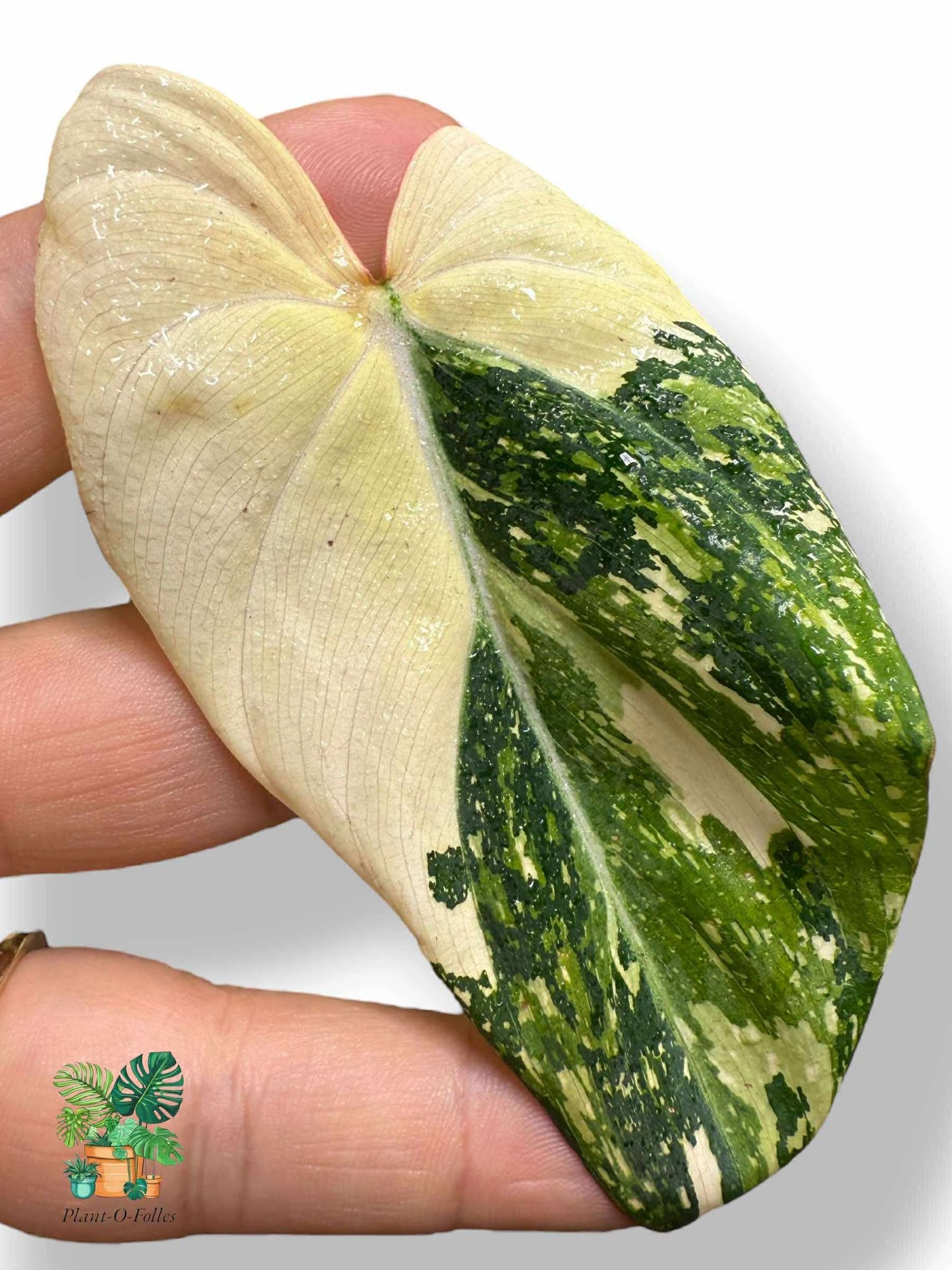 Philodendron Gloriosum Variegated, Rare Variegated Aroid, Tropical Indoor Plant, Arrow Leaf Houseplant for Collectors - Plant - O - Folles