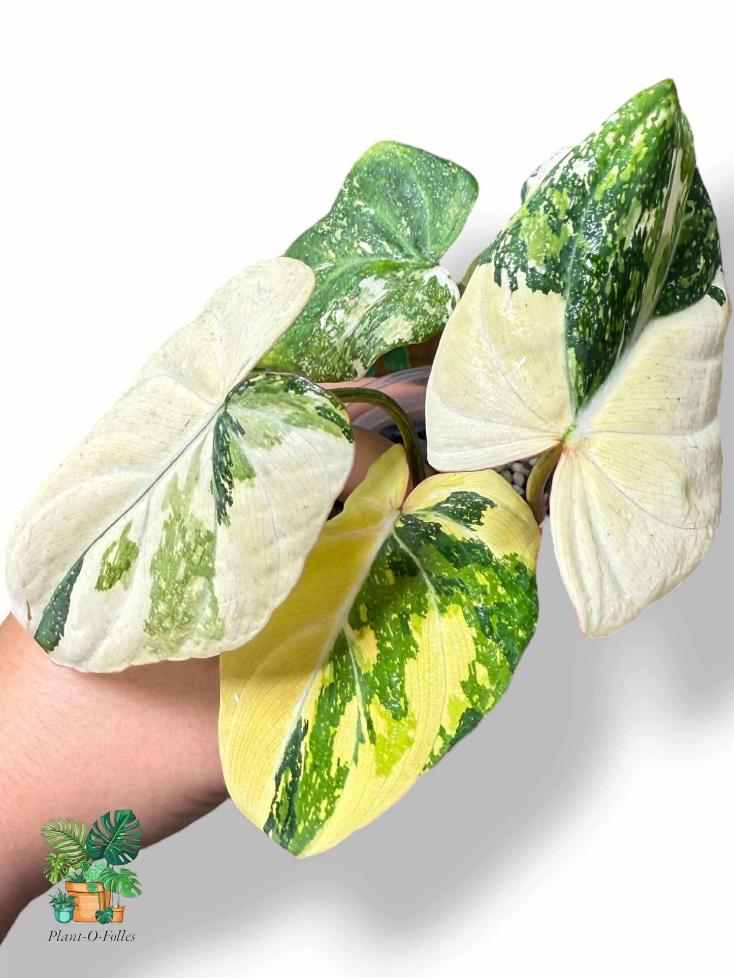 Philodendron Gloriosum Variegated, Rare Variegated Aroid, Tropical Indoor Plant, Arrow Leaf Houseplant for Collectors - Plant - O - Folles