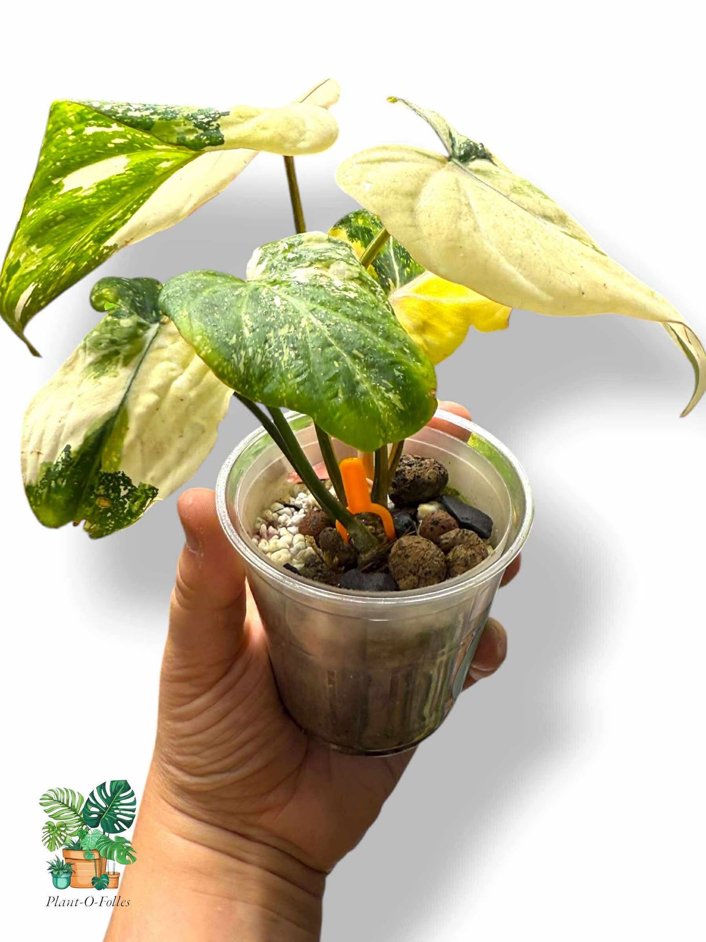 Philodendron Gloriosum Variegated, Rare Variegated Aroid, Tropical Indoor Plant, Arrow Leaf Houseplant for Collectors - Plant - O - Folles