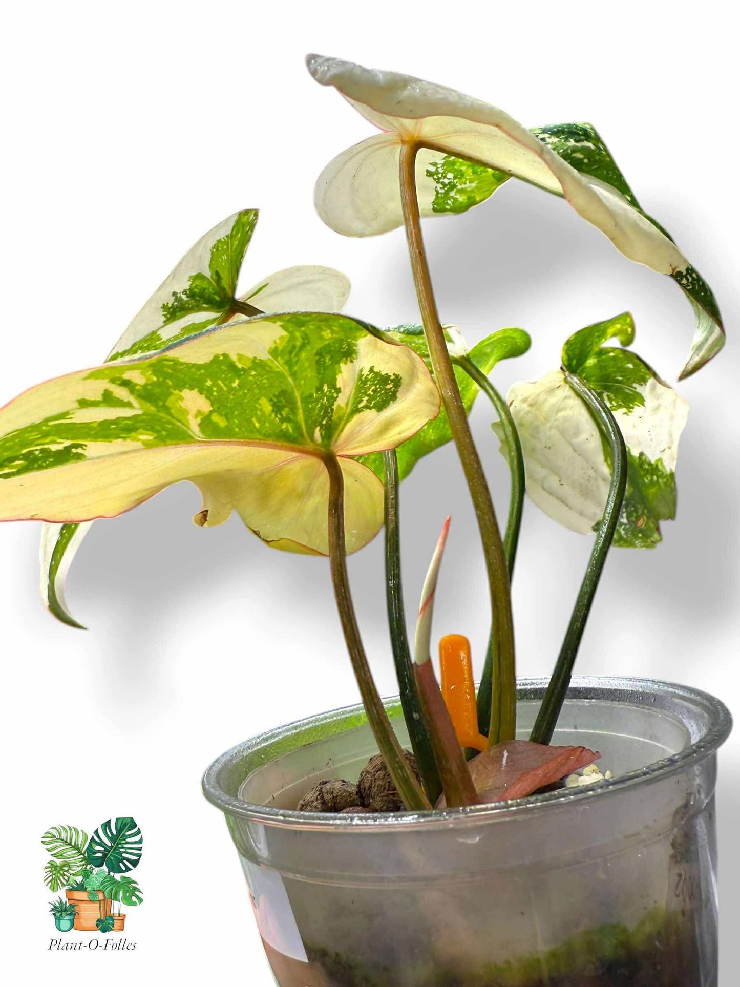Philodendron Gloriosum Variegated, Rare Variegated Aroid, Tropical Indoor Plant, Arrow Leaf Houseplant for Collectors - Plant - O - Folles