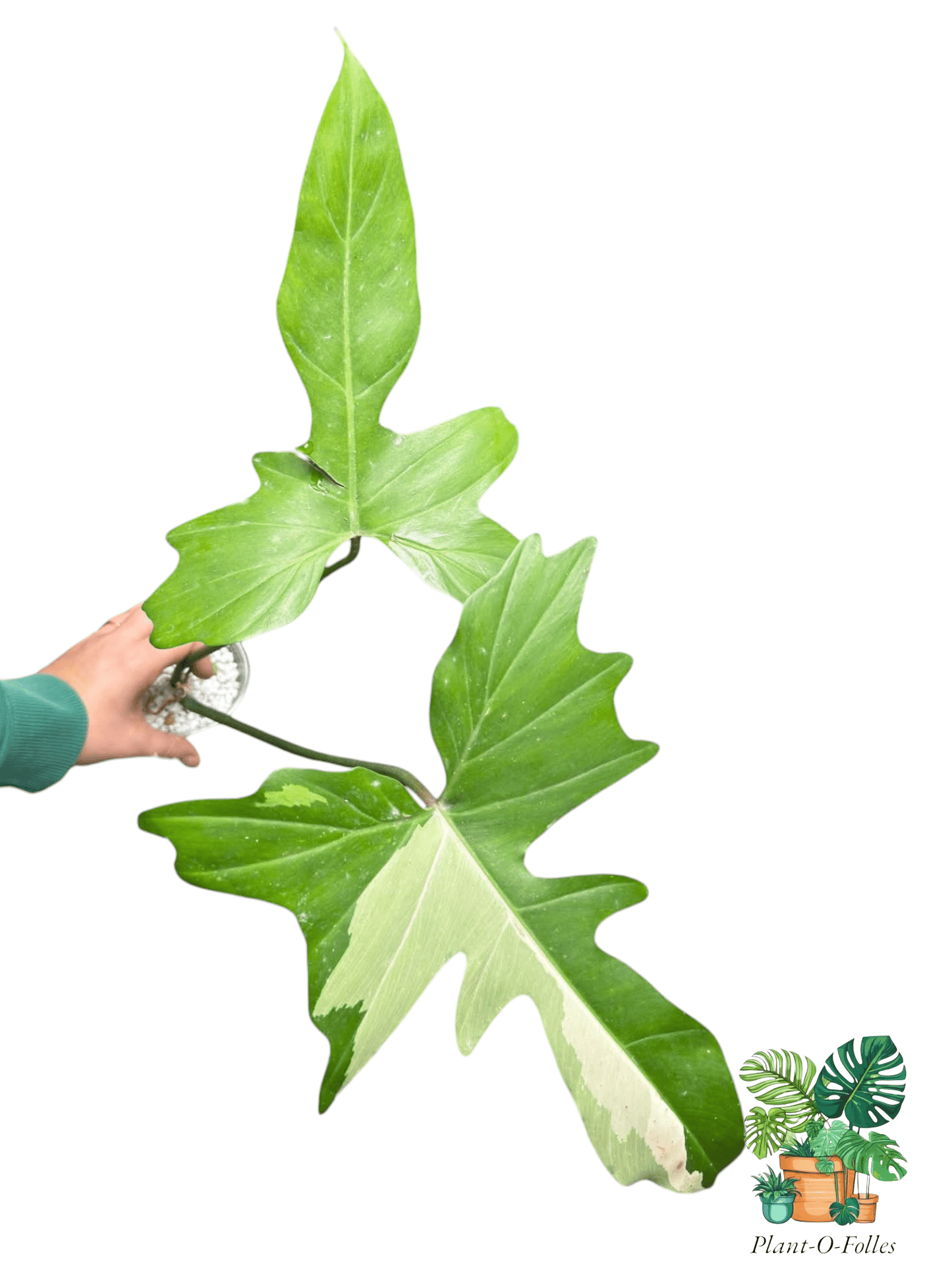Philodendron ‘Golden Dragon Variegata’ - plante de collection - Plant - O - Folles