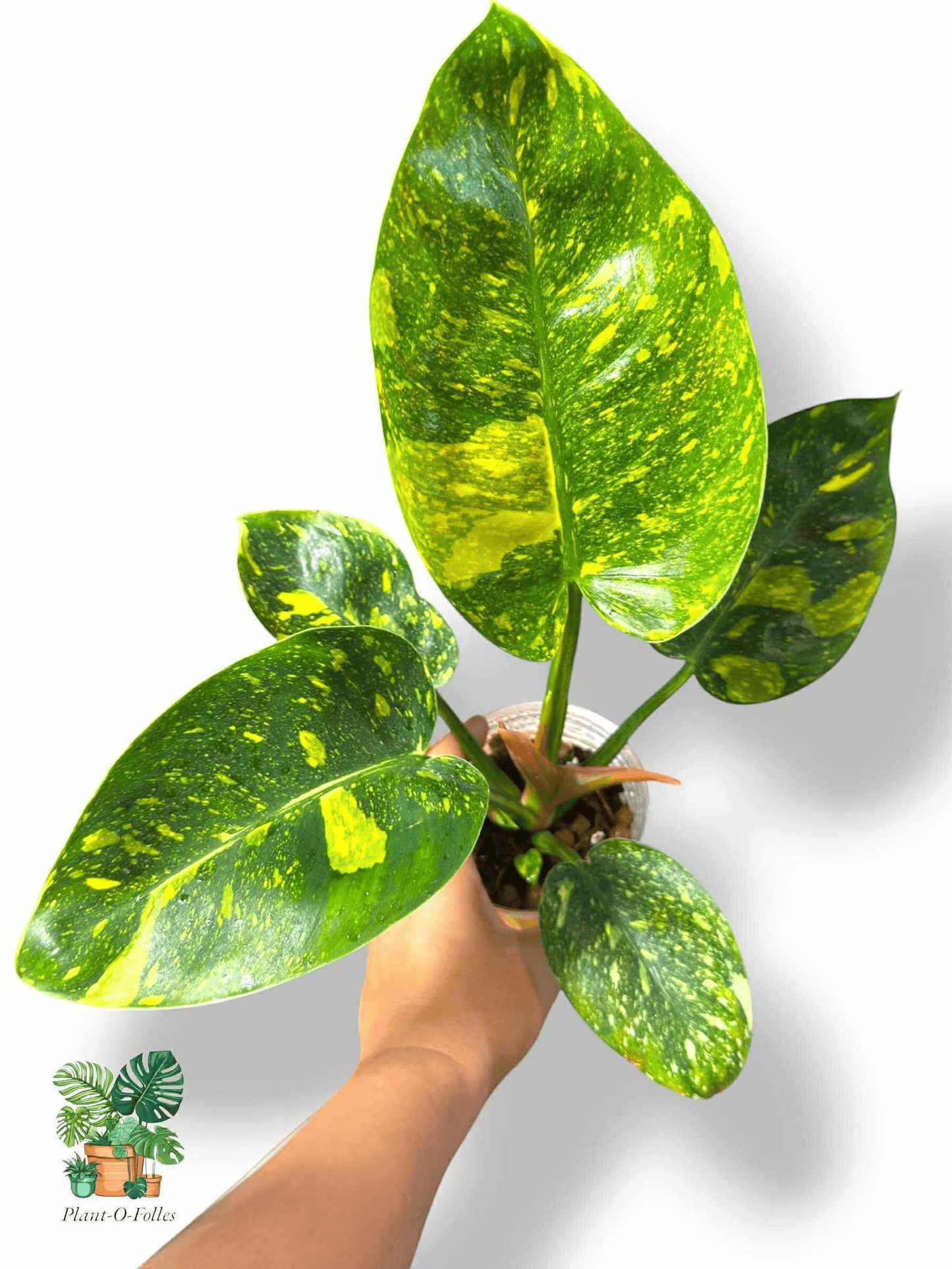 Philodendron Green Congo Nuclear, Rare Variegated Aroid, Tropical Indoor Plant, Arrow Leaf Houseplant for Collectors - Plant - O - Folles
