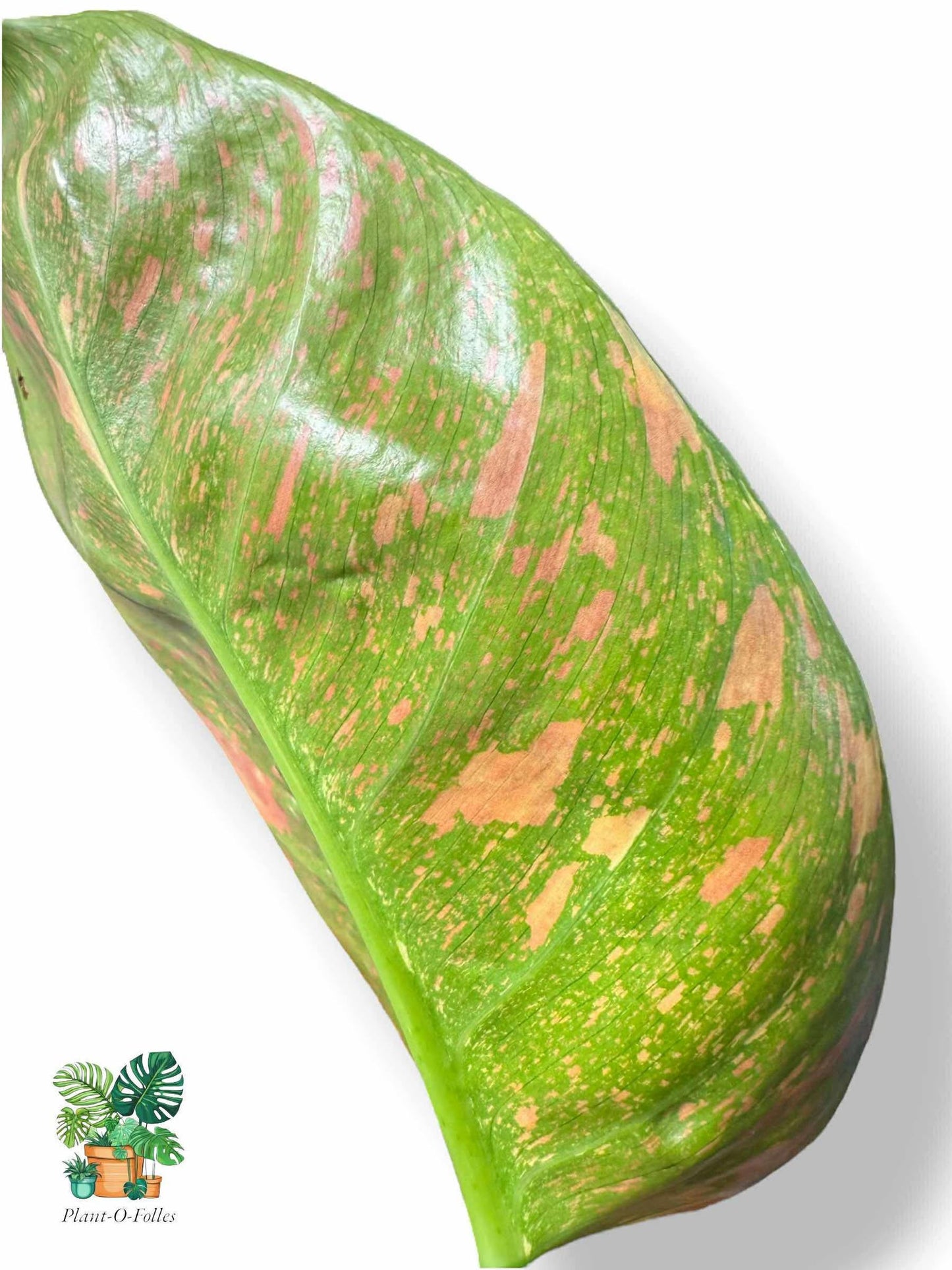 Philodendron Green Congo Nuclear, Rare Variegated Aroid, Tropical Indoor Plant, Arrow Leaf Houseplant for Collectors - Plant - O - Folles