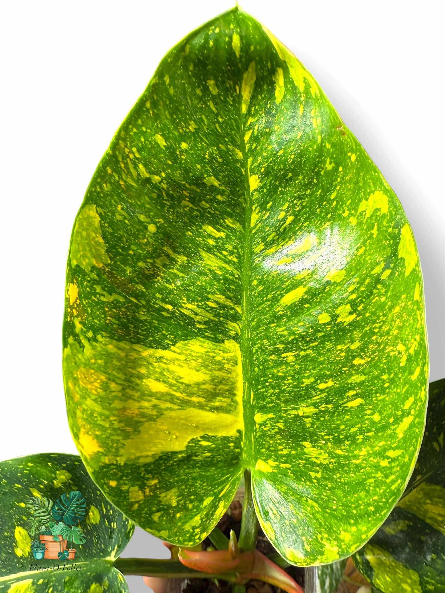 Philodendron Green Congo Nuclear, Rare Variegated Aroid, Tropical Indoor Plant, Arrow Leaf Houseplant for Collectors - Plant - O - Folles