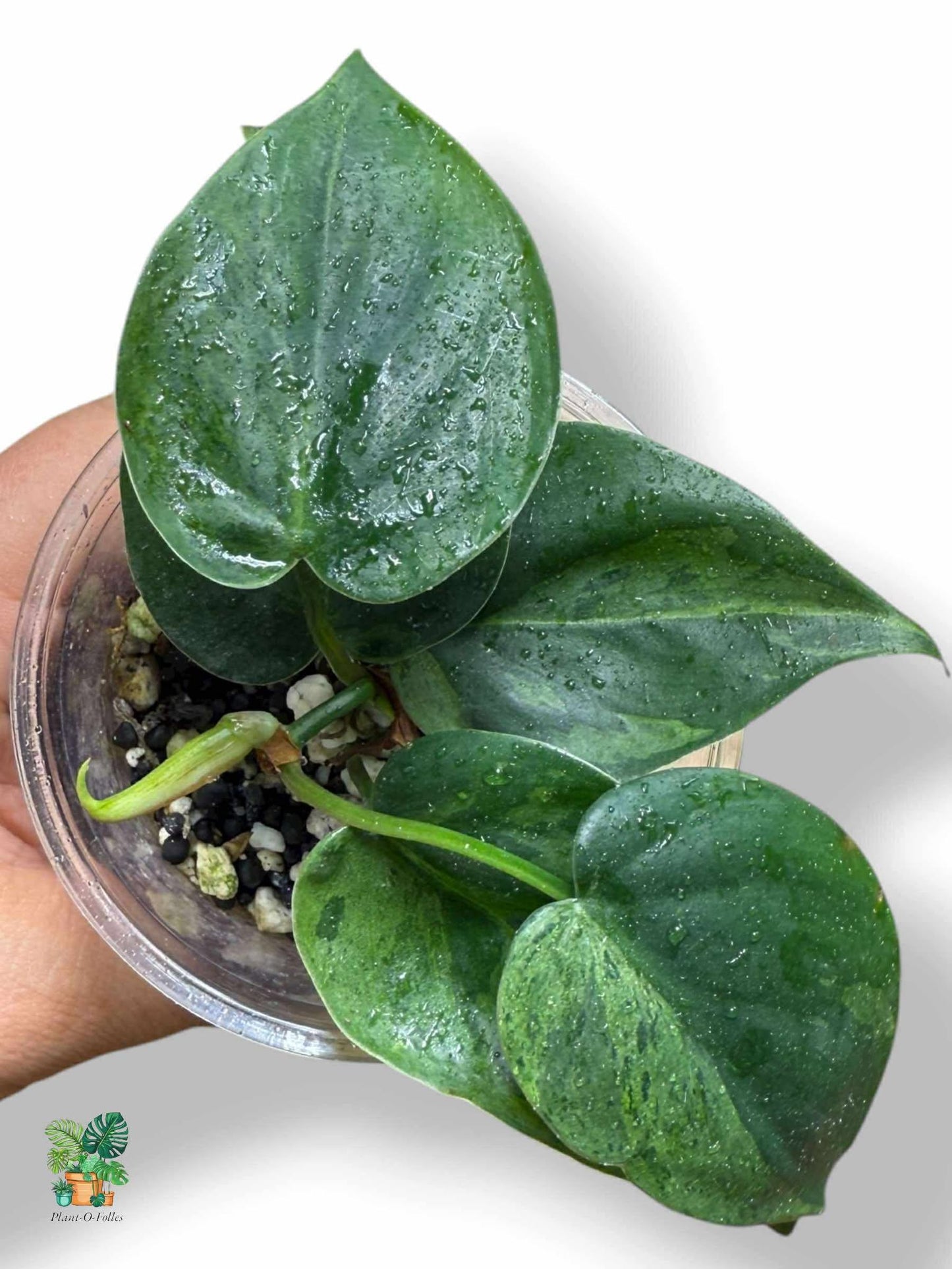 Philodendron Hederaceum Variegata, Rare Variegated Aroid, Tropical Indoor Plant, Arrow Leaf Houseplant for Collectors - Plant - O - Folles