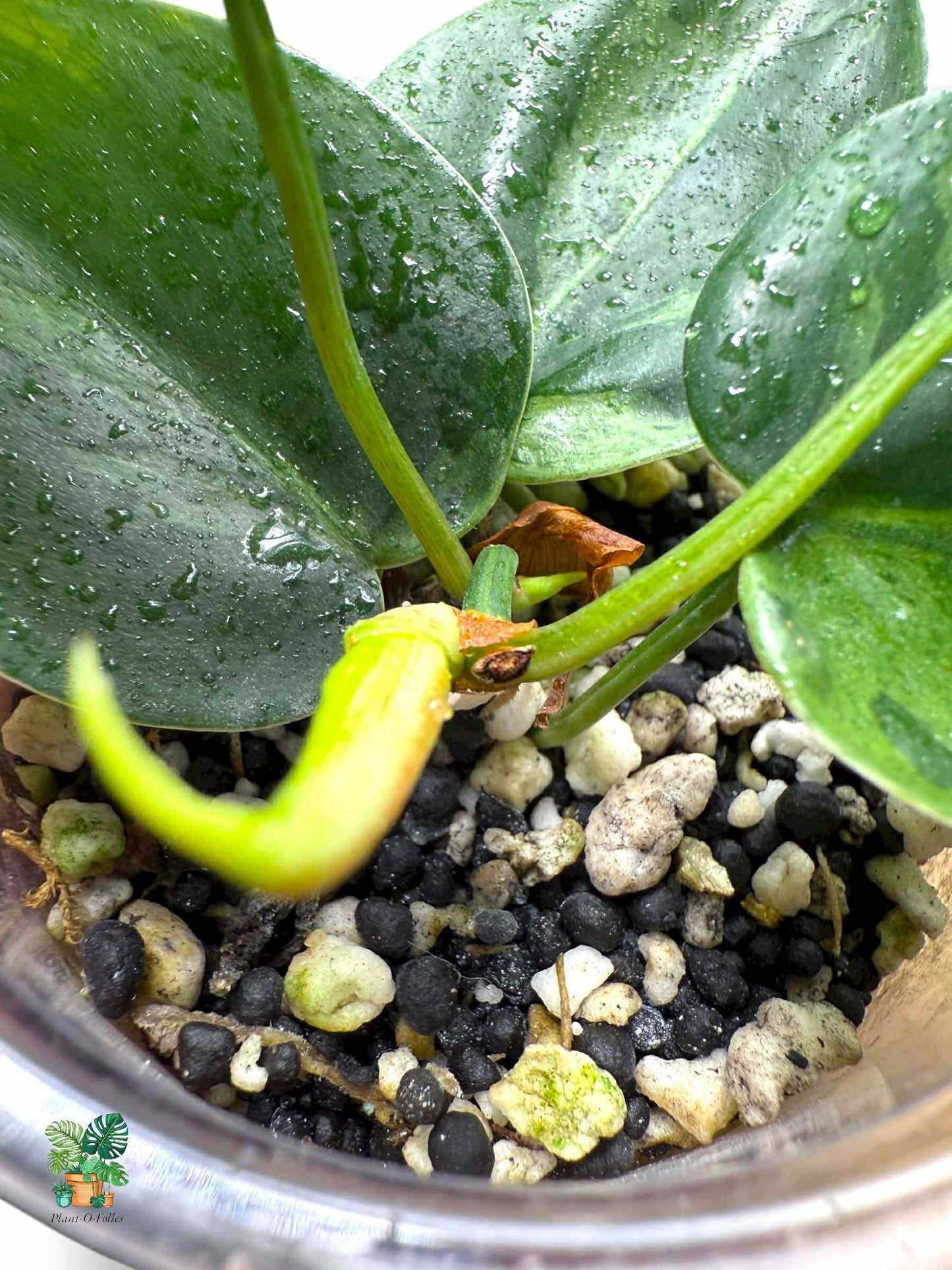Philodendron Hederaceum Variegata, Rare Variegated Aroid, Tropical Indoor Plant, Arrow Leaf Houseplant for Collectors - Plant - O - Folles