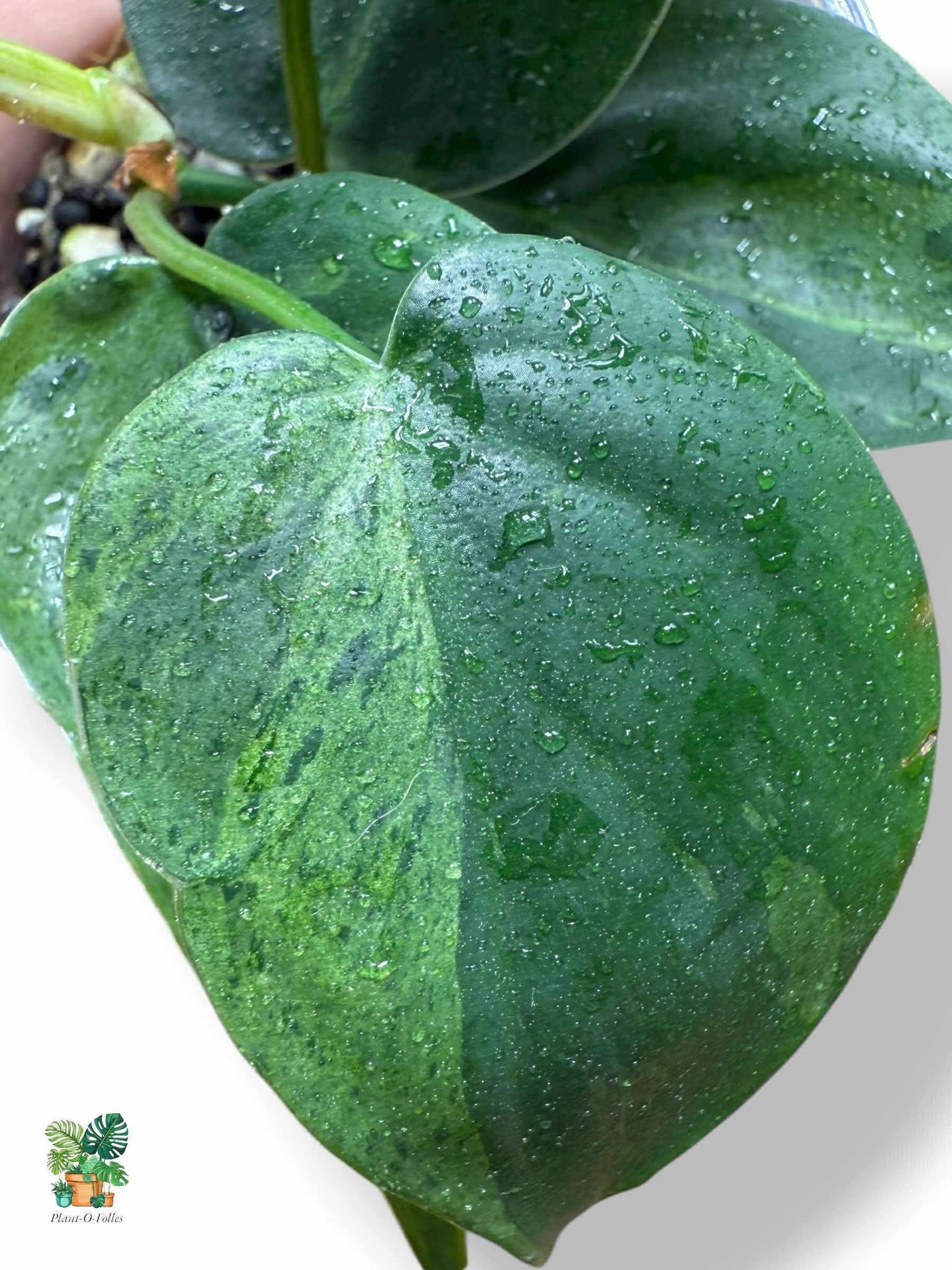 Philodendron Hederaceum Variegata, Rare Variegated Aroid, Tropical Indoor Plant, Arrow Leaf Houseplant for Collectors - Plant - O - Folles
