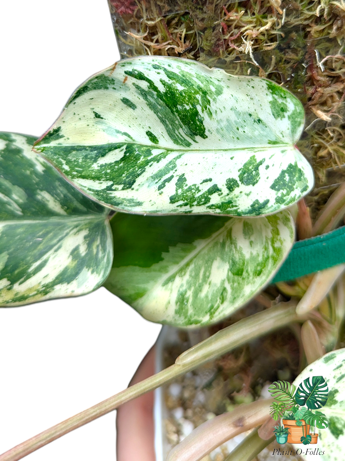 Philodendron ‘Islemani Variegata (Philippines) - Panachure imprévisible - Plant - O - Folles