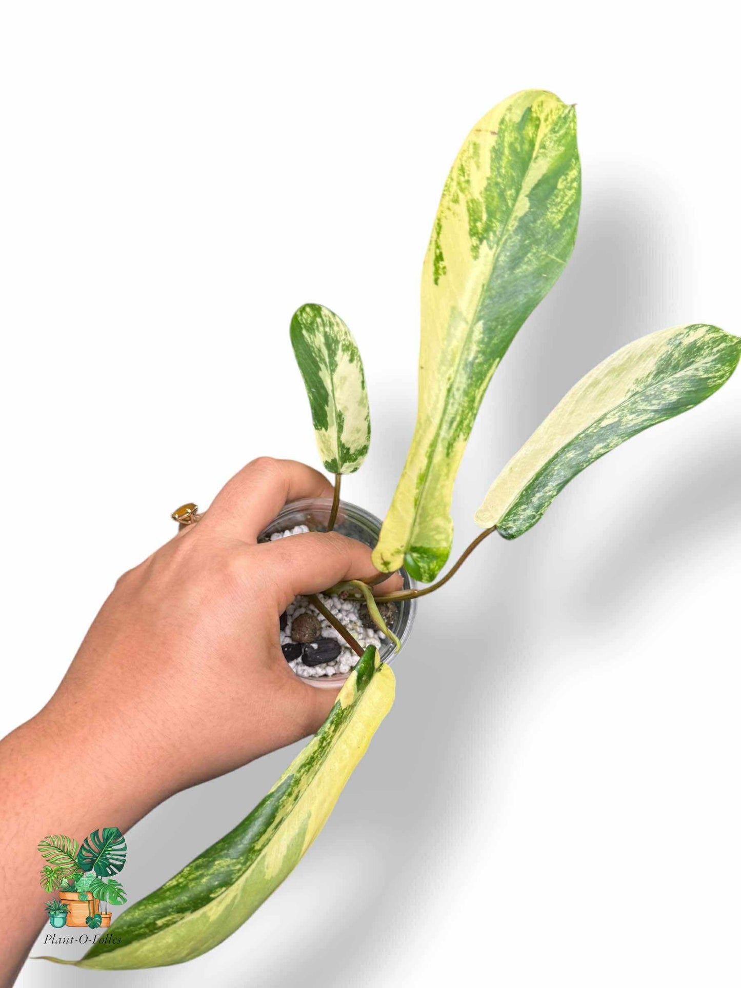Philodendron Joepii Variegata, Rare Variegated Aroid, Tropical Indoor Plant, Arrow Leaf Houseplant for Collectors - Plant - O - Folles