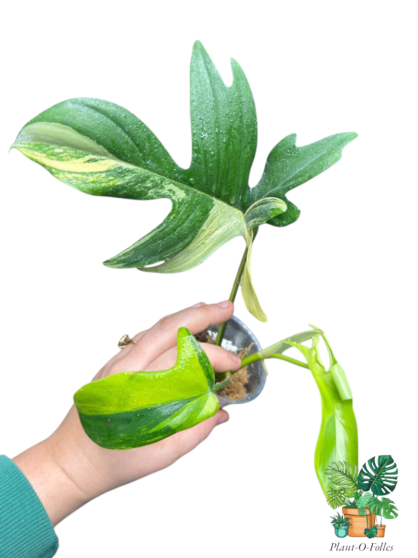 Philodendron pedatum ‘Variegata’ - plante élégante - Plant - O - Folles
