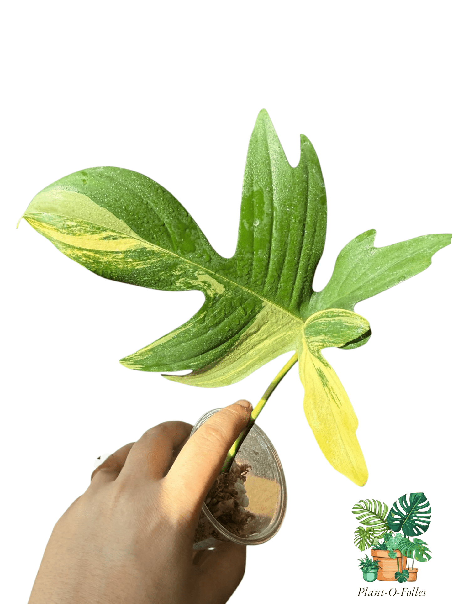 Philodendron pedatum variegated - Plant - O - Folles