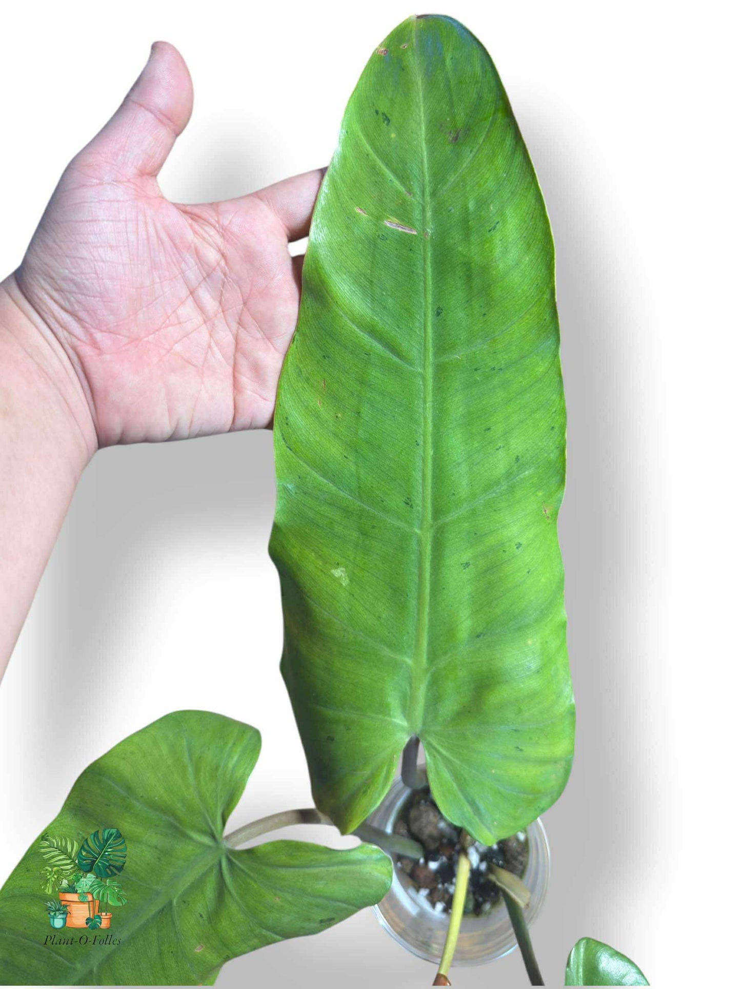Philodendron Whipple Way Full Mint, Rare Variegated Aroid, Tropical Indoor Plant, Arrow Leaf Houseplant for Collectors - Plant - O - Folles