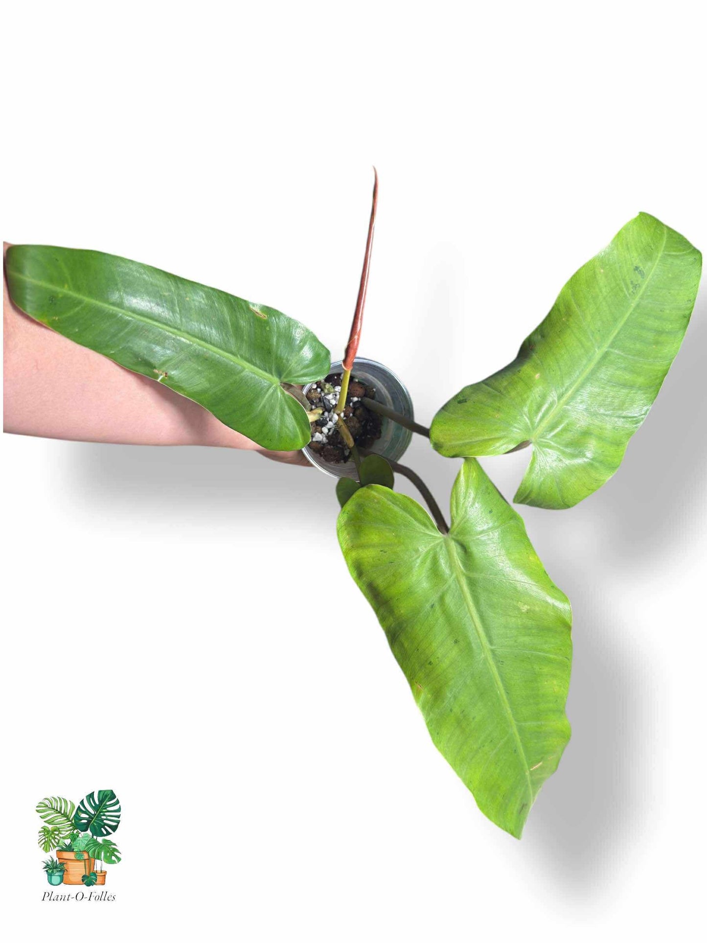 Philodendron Whipple Way Full Mint, Rare Variegated Aroid, Tropical Indoor Plant, Arrow Leaf Houseplant for Collectors - Plant - O - Folles