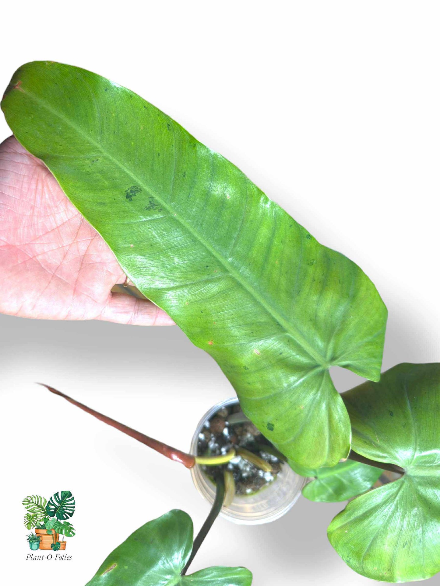 Philodendron Whipple Way Full Mint, Rare Variegated Aroid, Tropical Indoor Plant, Arrow Leaf Houseplant for Collectors - Plant - O - Folles