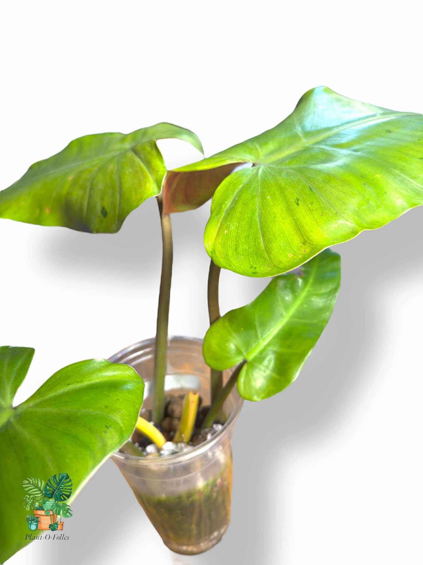 Philodendron Whipple Way Full Mint, Rare Variegated Aroid, Tropical Indoor Plant, Arrow Leaf Houseplant for Collectors - Plant - O - Folles