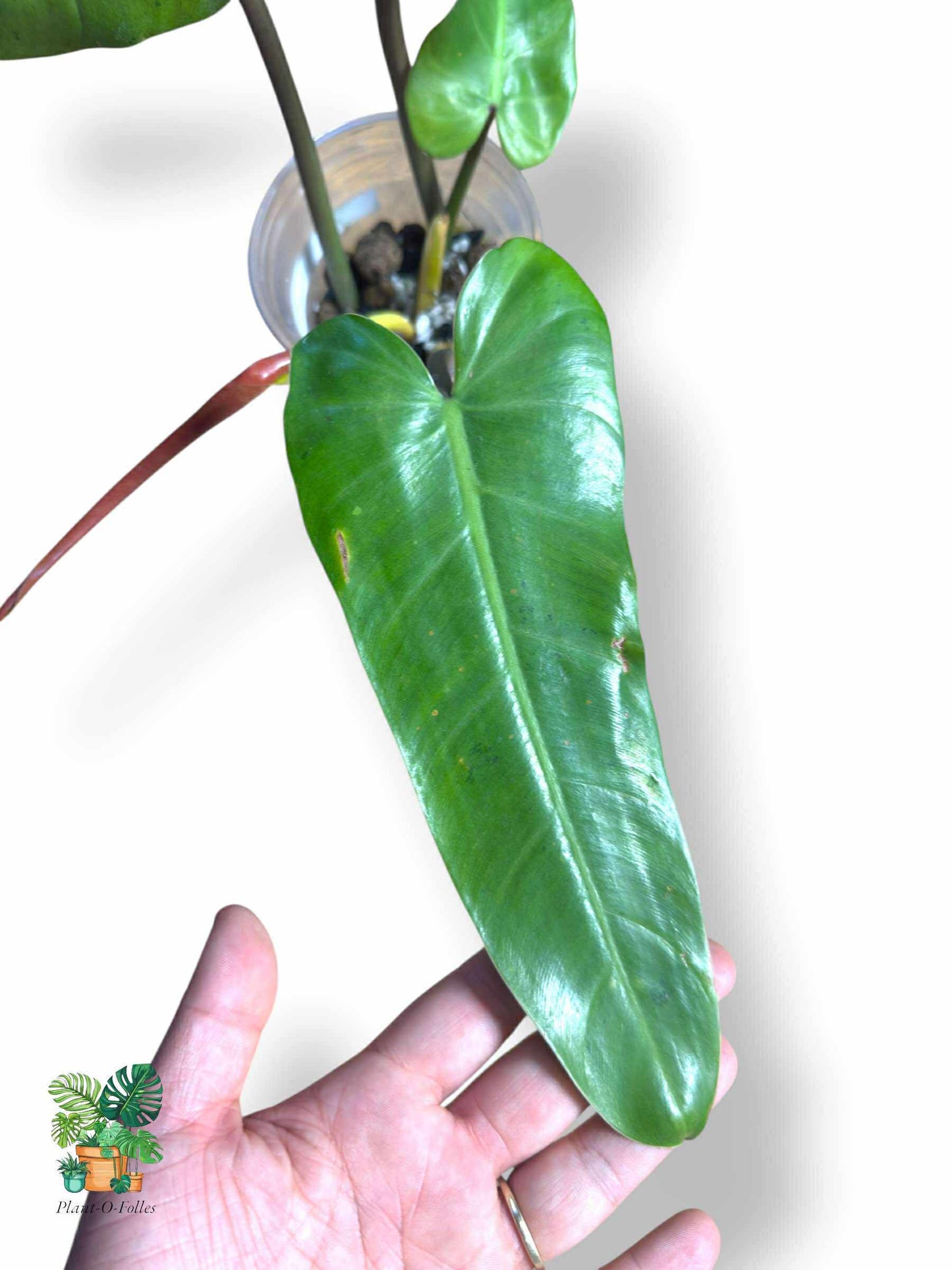 Philodendron Whipple Way Full Mint, Rare Variegated Aroid, Tropical Indoor Plant, Arrow Leaf Houseplant for Collectors - Plant - O - Folles