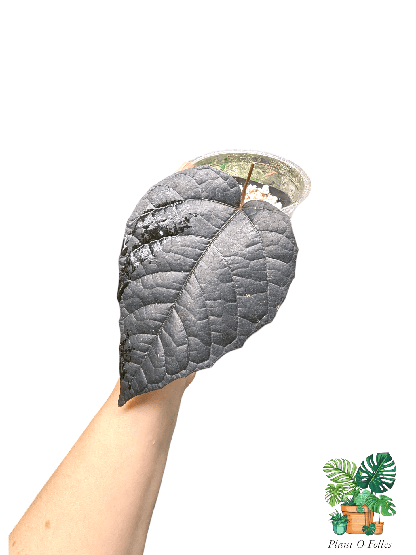 Piper âBatmanâ â VariĂ©tĂ© tropicale rare - Plant - O - Folles