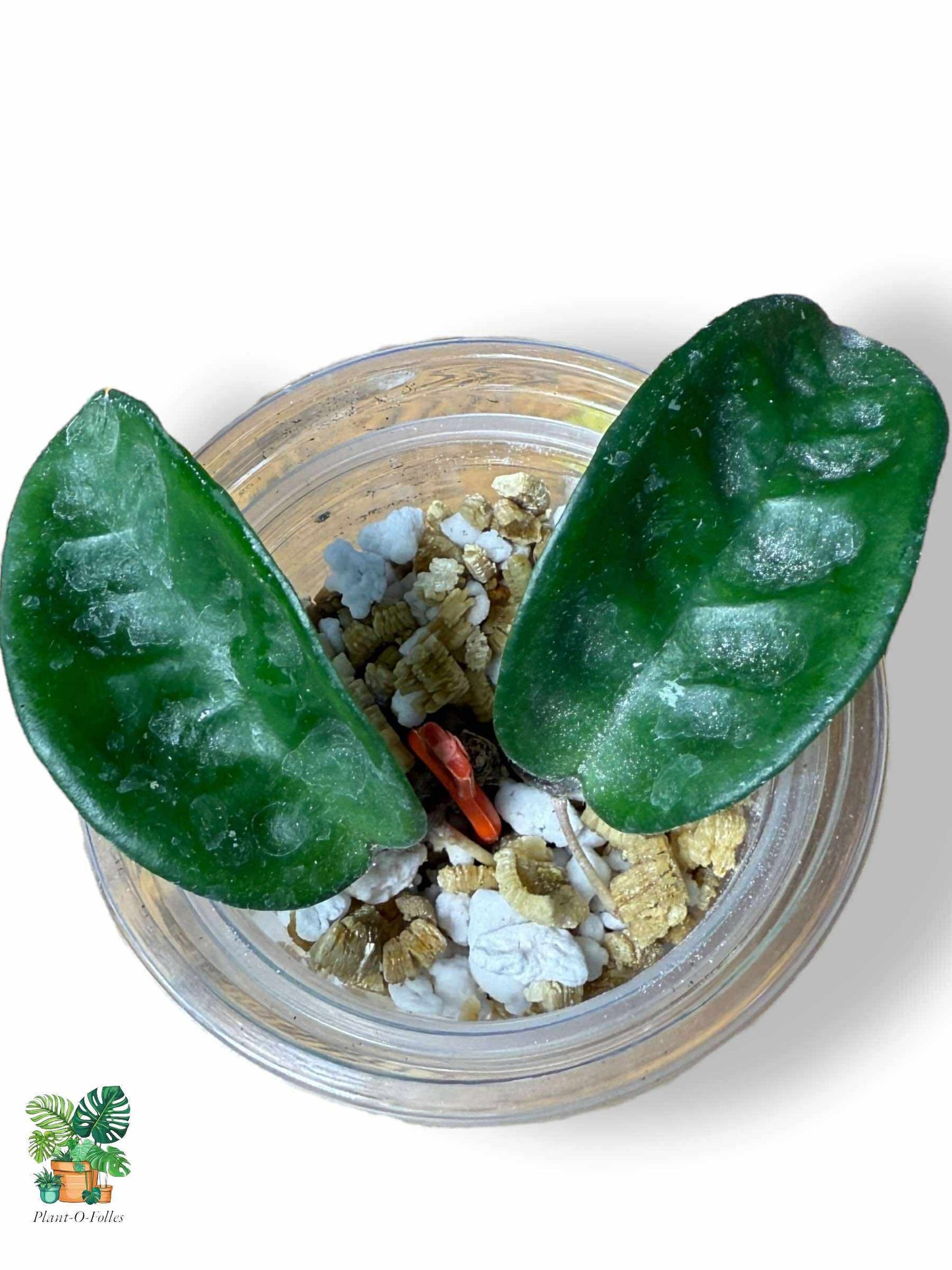 Hoya carnosa Krinkle 8: Hoya tropical rara con follaje arrugado