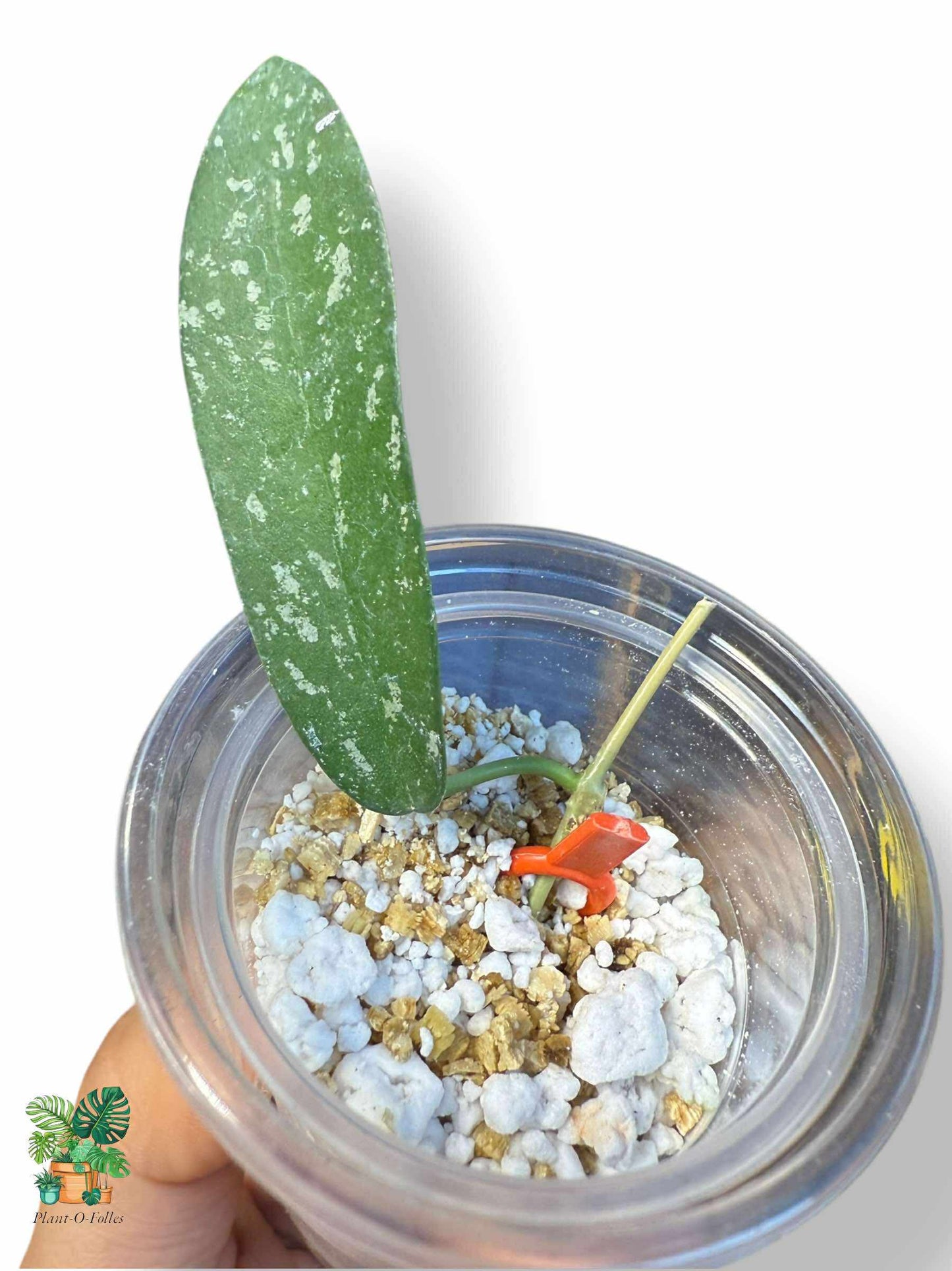 Hoya hom Tom Splash — Hoya tropical rare au feuillage panaché