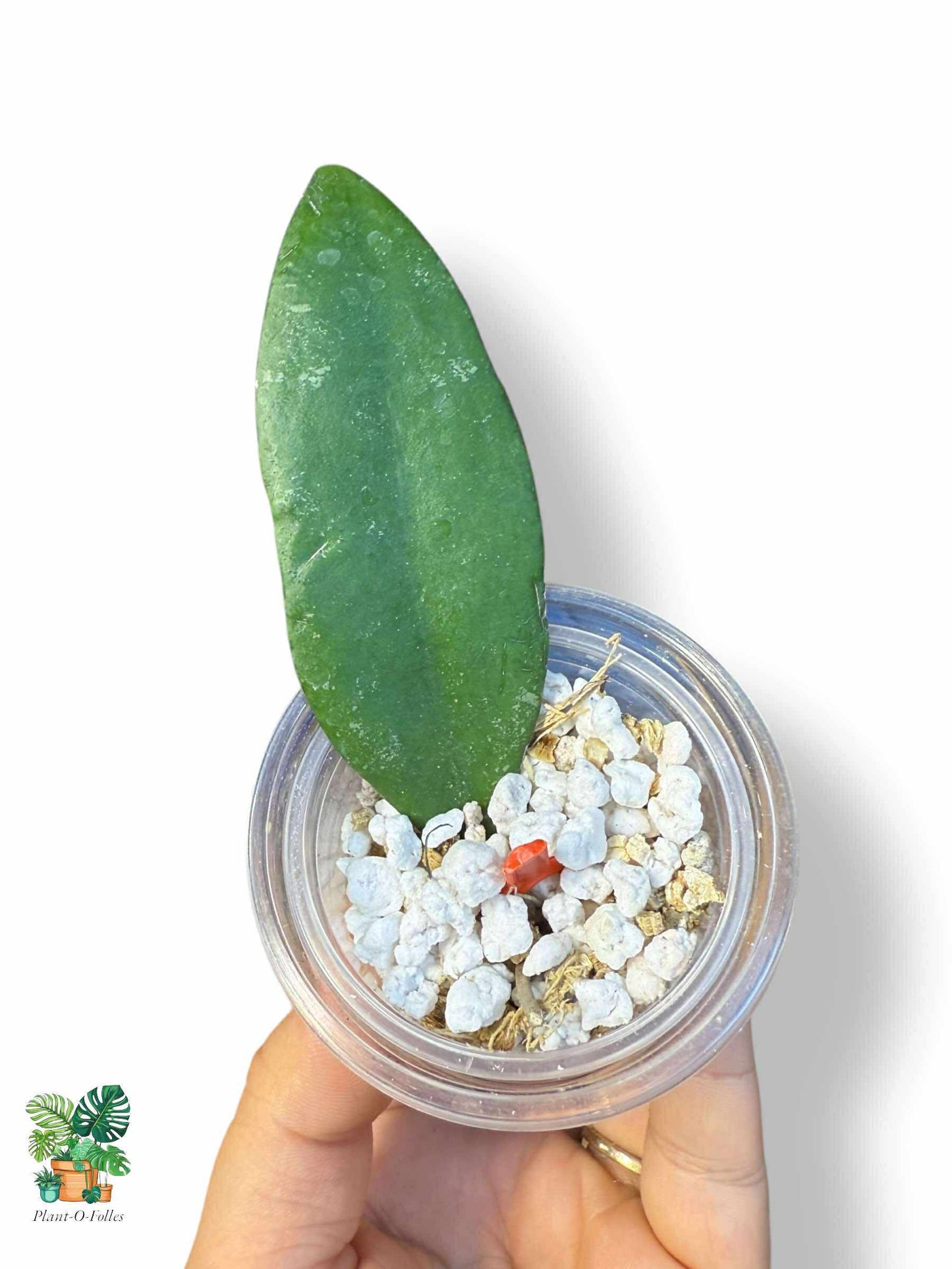 Hoya towutensis: Hoya tropical poco común con un follaje llamativo