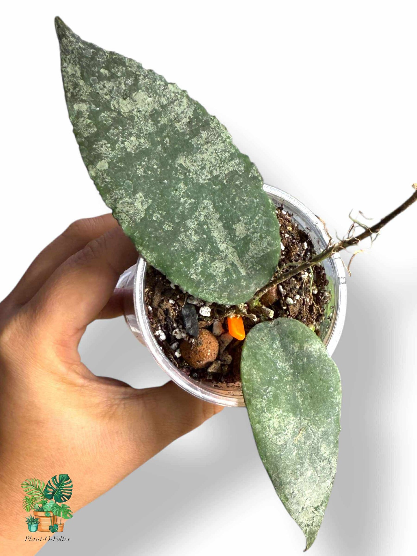 Hoya caudata, aroidea variegada rara, planta tropical de interior, planta de interior con hojas de flecha para coleccionistas.