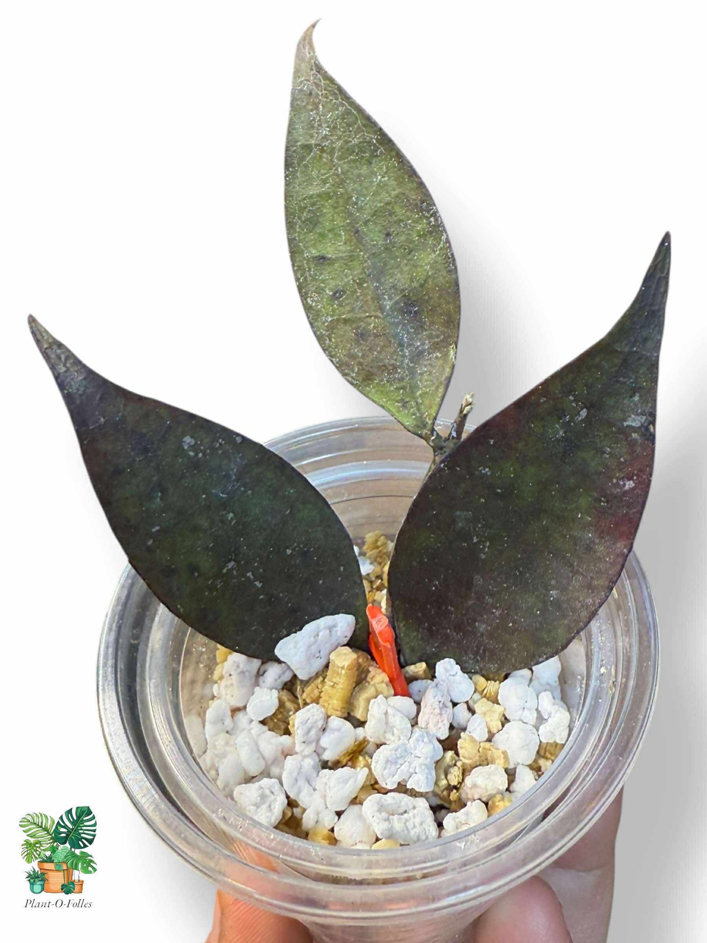 Hoya ignorata: rara hoya tropical con un follaje impresionante