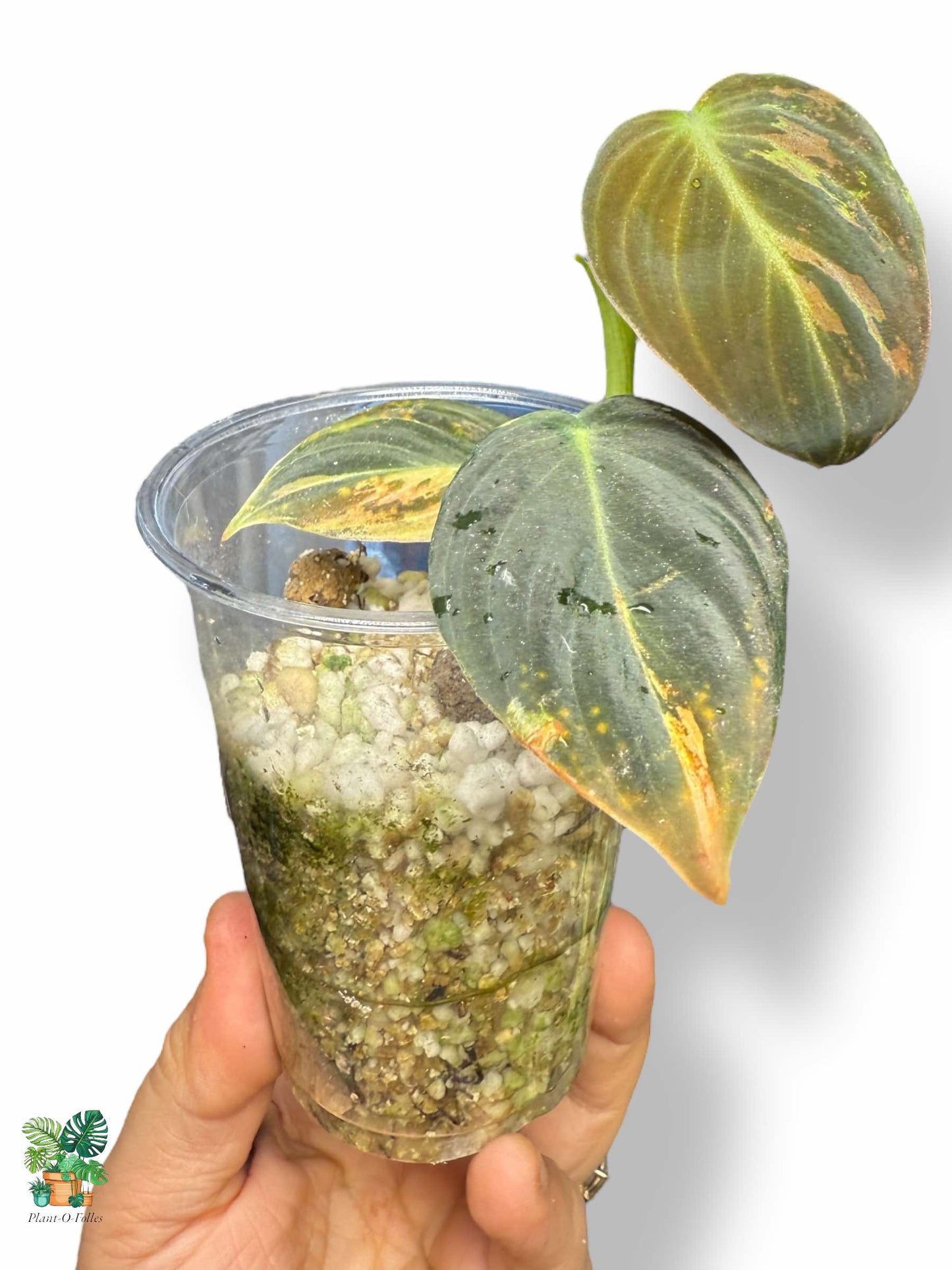 Philodendron melanochrysum Variegata: un raro filodendro tropical con follaje abigarrado.