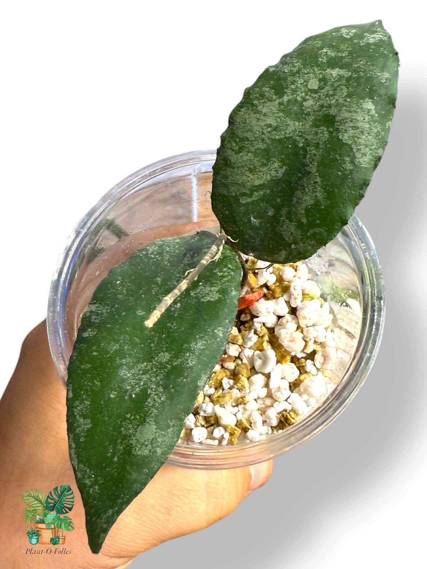 Hoya caudata, aroidea variegada rara, planta tropical de interior, planta de interior con hojas de flecha para coleccionistas.