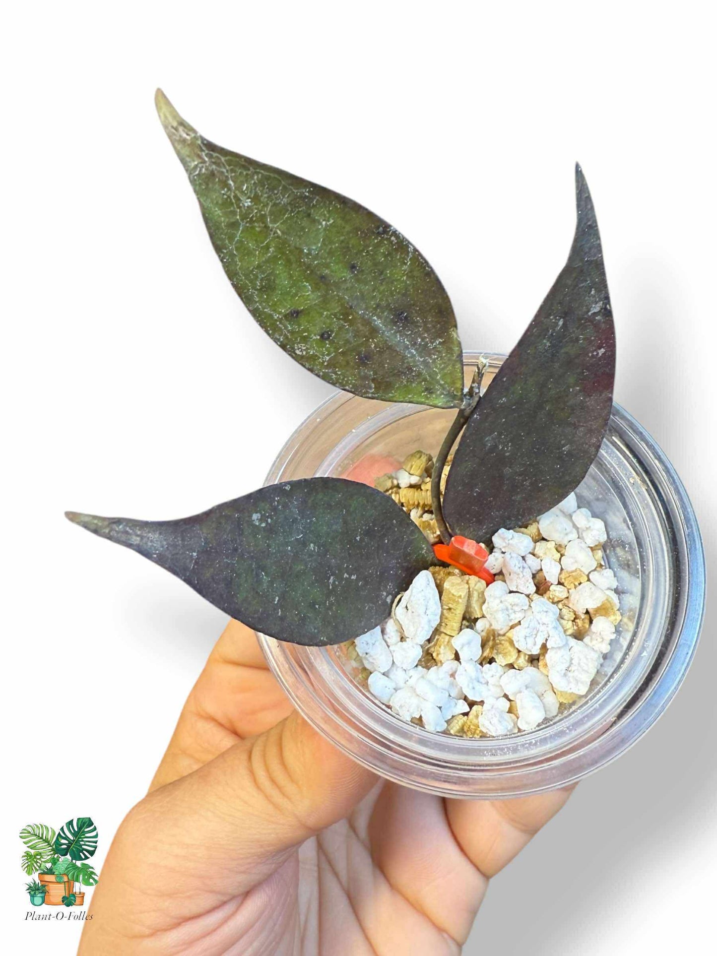 Hoya ignorata: rara hoya tropical con un follaje impresionante