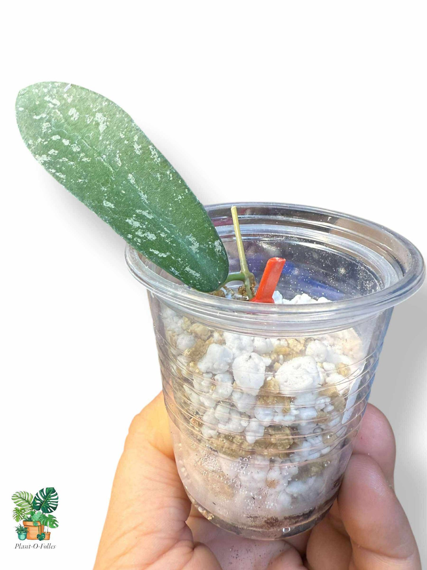 Hoya hom Tom Splash — Hoya tropical rare au feuillage panaché