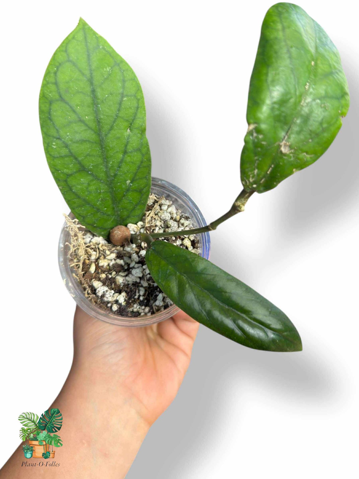 Hoya vitellinoides, aroidea variegada rara, planta tropical de interior, planta de interior con hojas de flecha para coleccionistas.