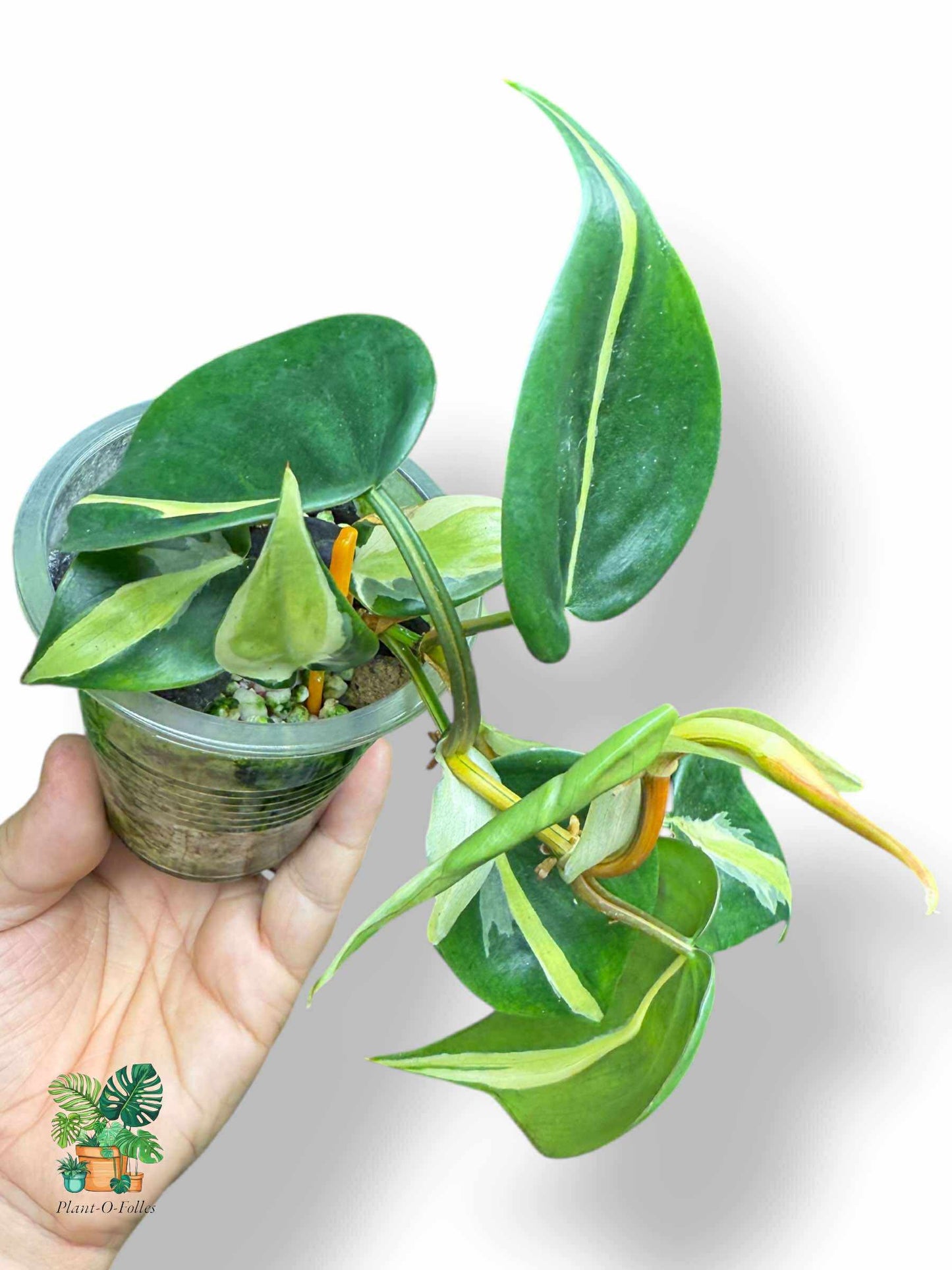 Philodendron Silver Stripe: filodendro tropical con follaje llamativo