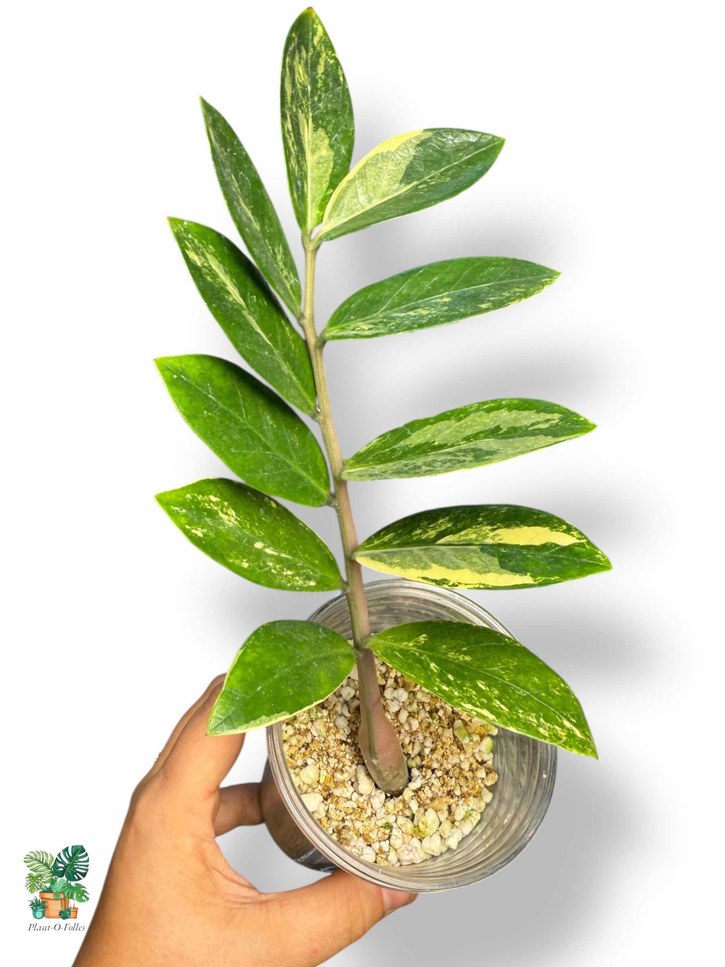Zamioculcas zamiifolia Variegata — Rare Tropical ZZ Plant with Variegated Foliage
