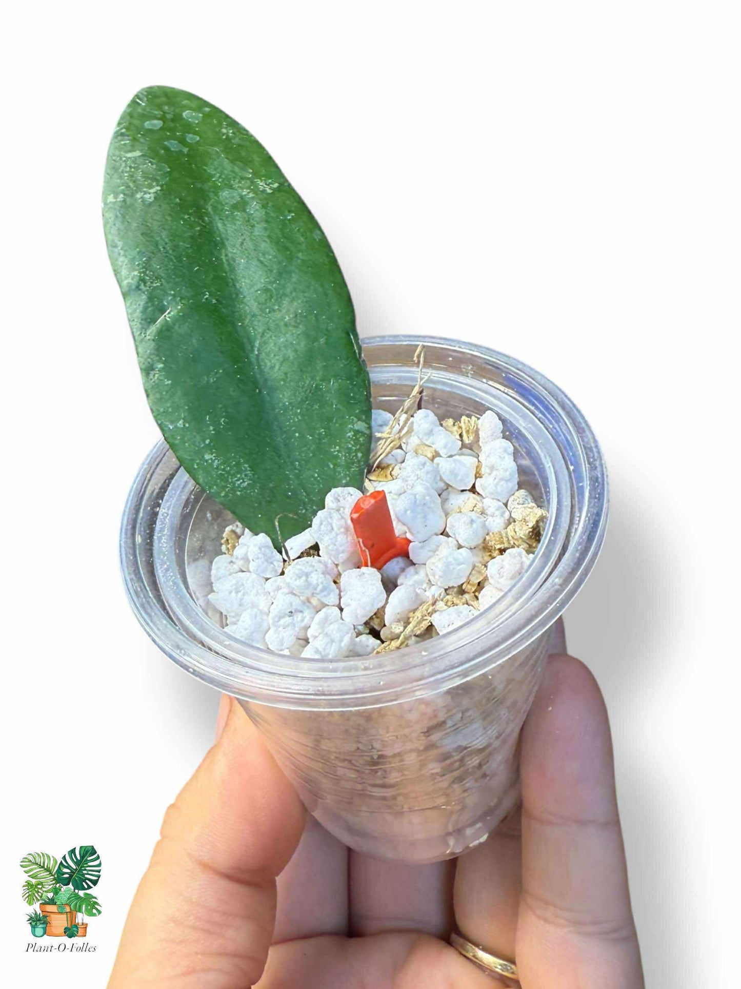Hoya towutensis: Hoya tropical poco común con un follaje llamativo