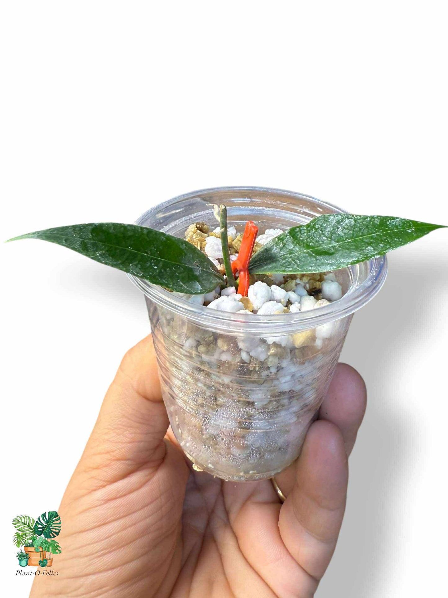 Hoya sp Garut Flower Bell: Hoya tropical rara con flores en forma de campana