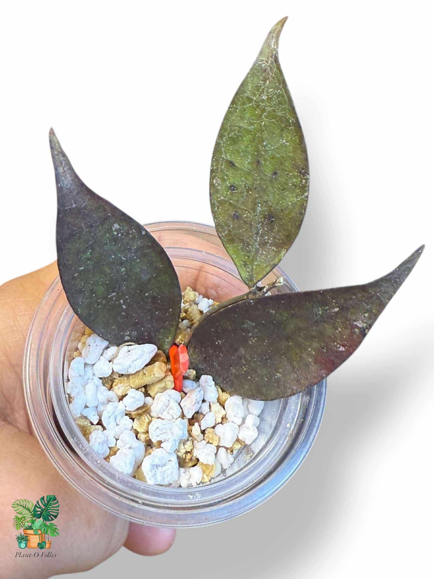 Hoya ignorata: rara hoya tropical con un follaje impresionante