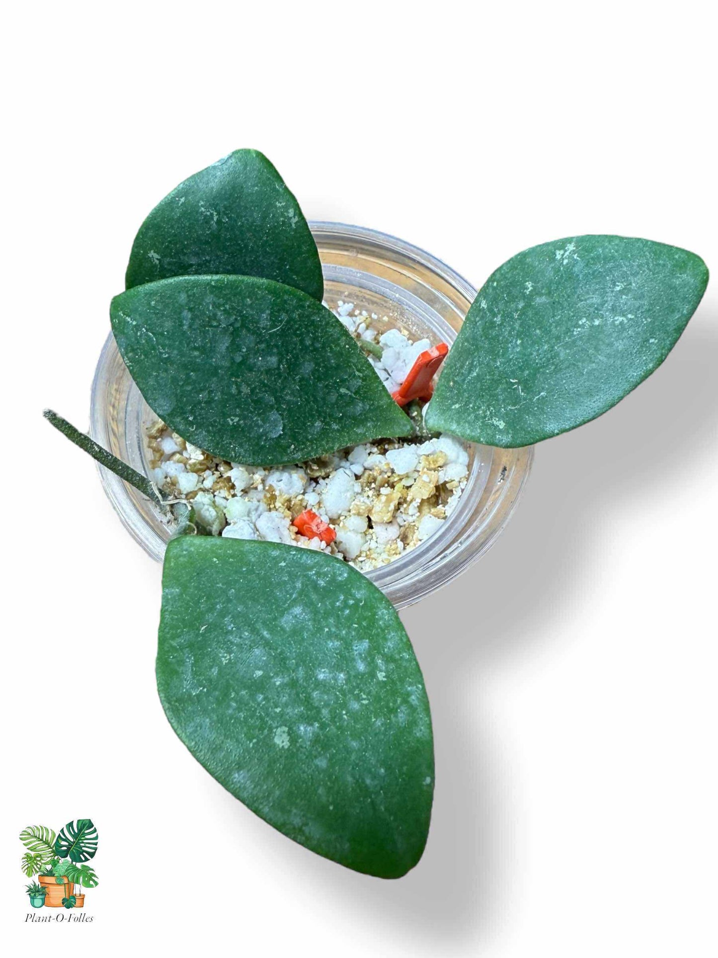 Hoya isabelchanae, Hoya pulchra — Hoya tropicale rare au feuillage époustouflant