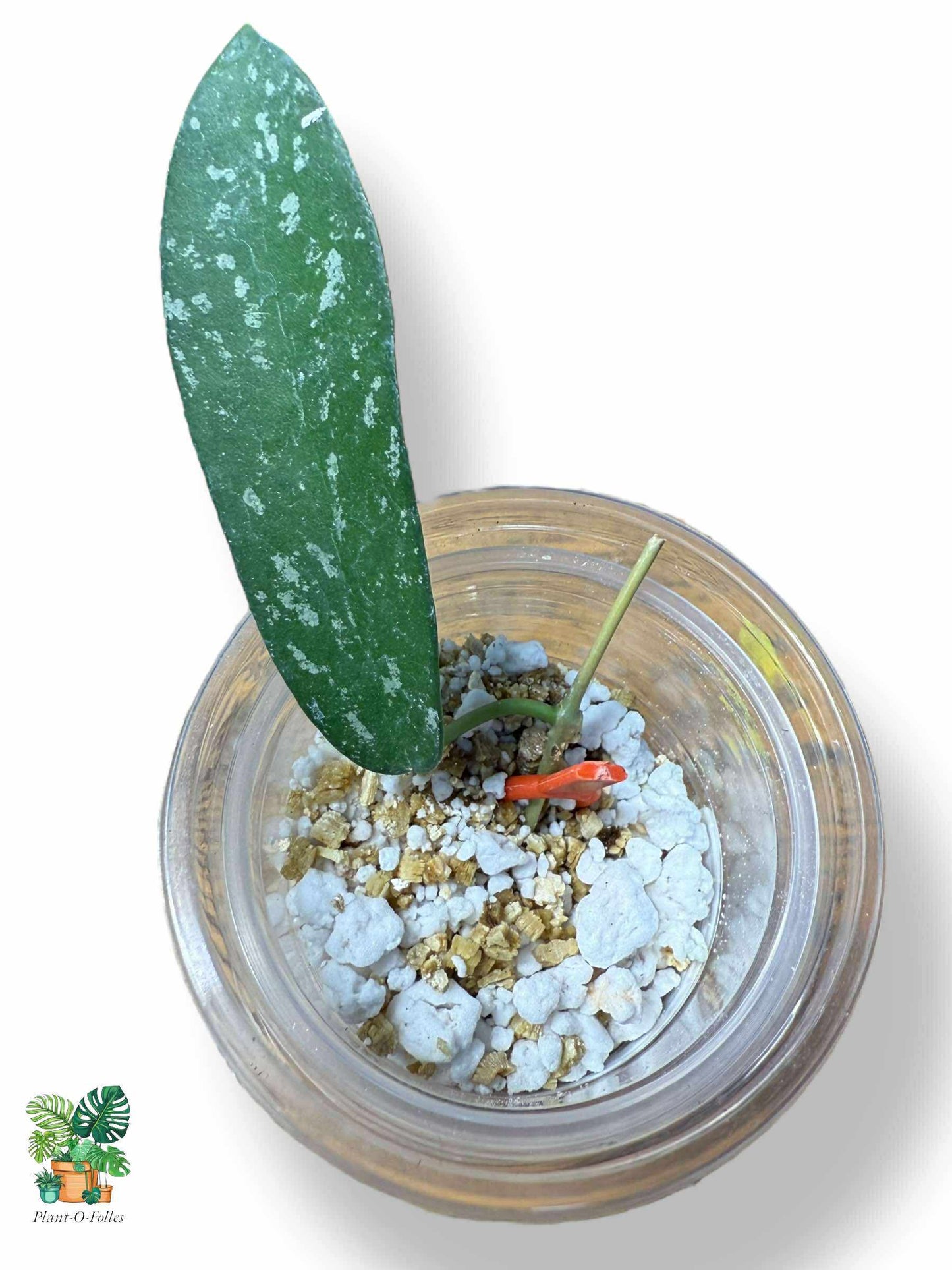 Hoya hom Tom Splash — Hoya tropical rare au feuillage panaché