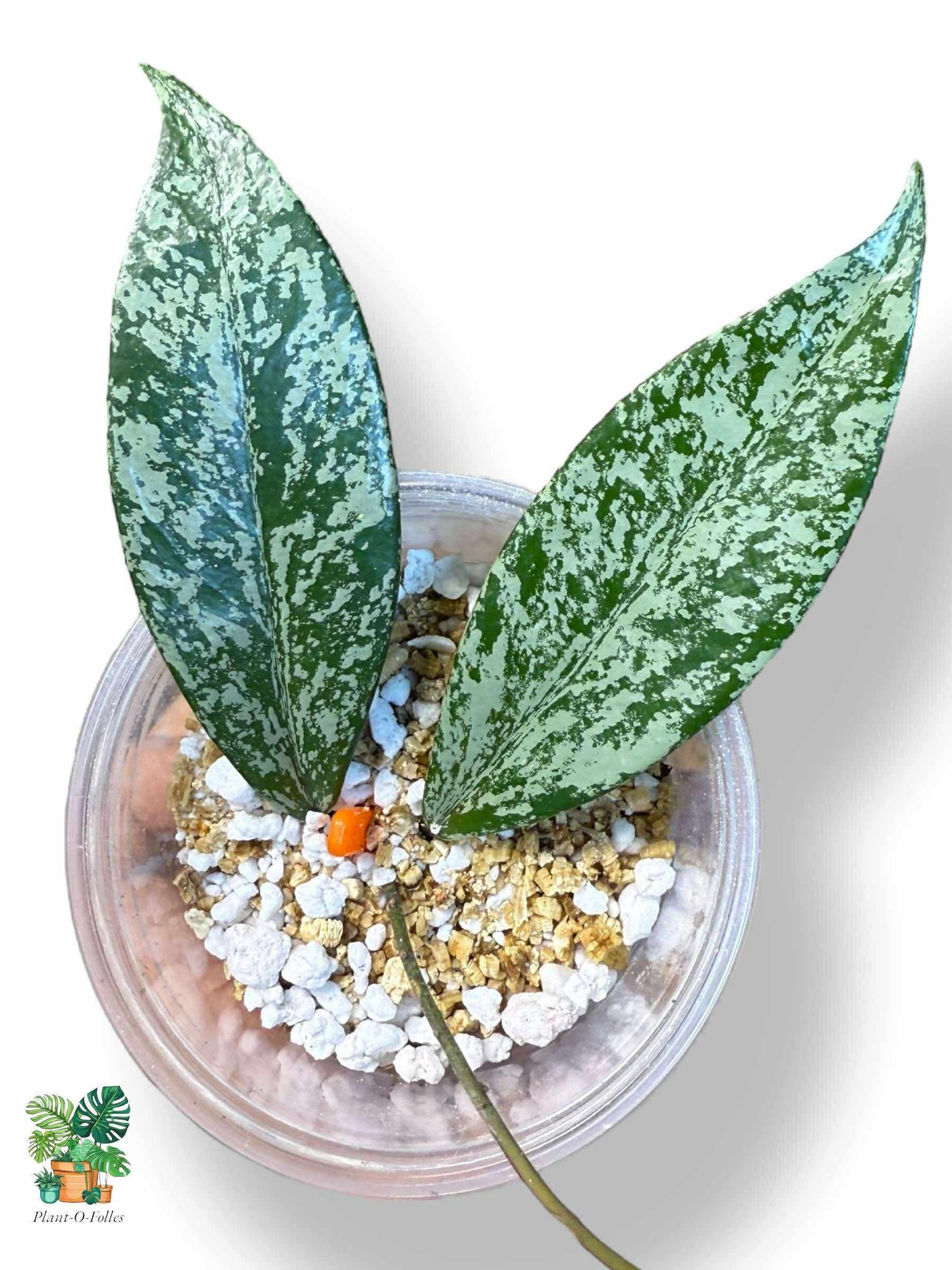 Hoya pubicalyx 'Silver Spot': Hoya tropical poco común con un follaje espectacular